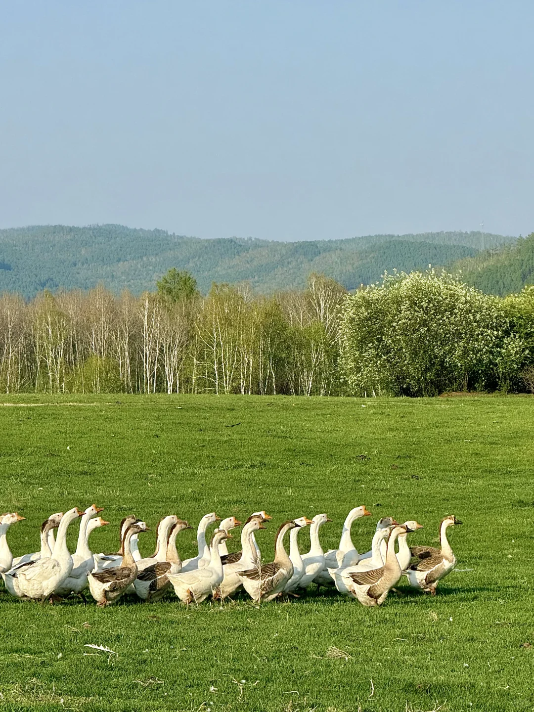 “人生三万天，总要留6天给呼伦贝尔吧～🐏”