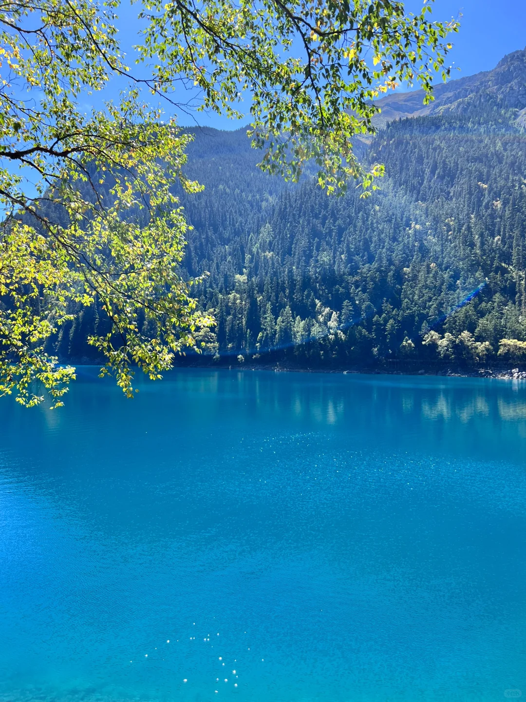 在九寨沟💙见证了一场蓝色的盛宴