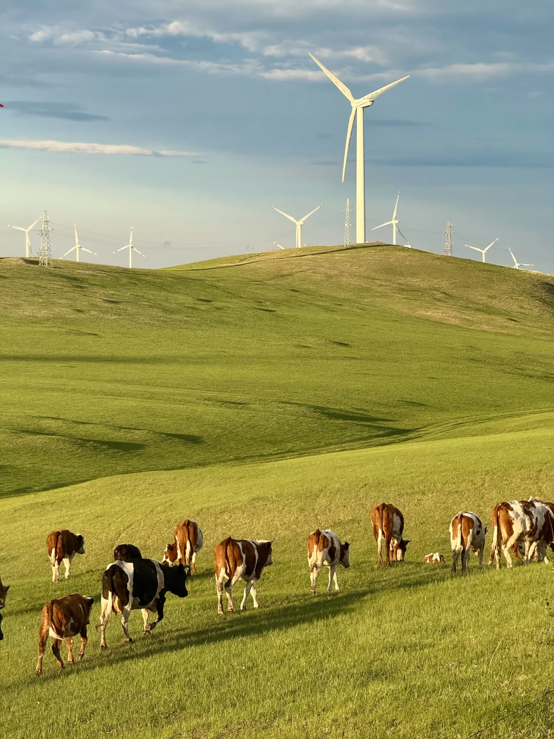 Live｜不敢相信，海的尽头是草原～