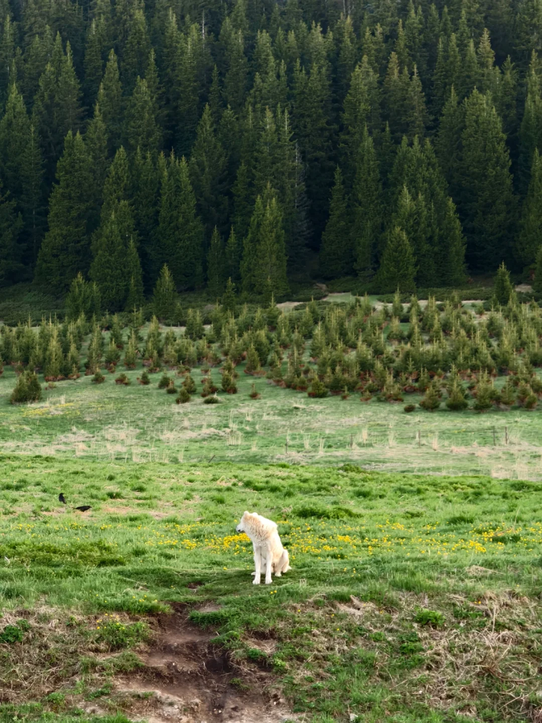 和老公新疆已回📍玩了9天消费观彻底崩塌了