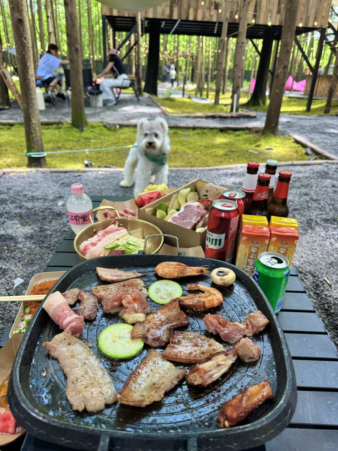 🍃五一还没想好去哪？冲这个神仙森林营地！！