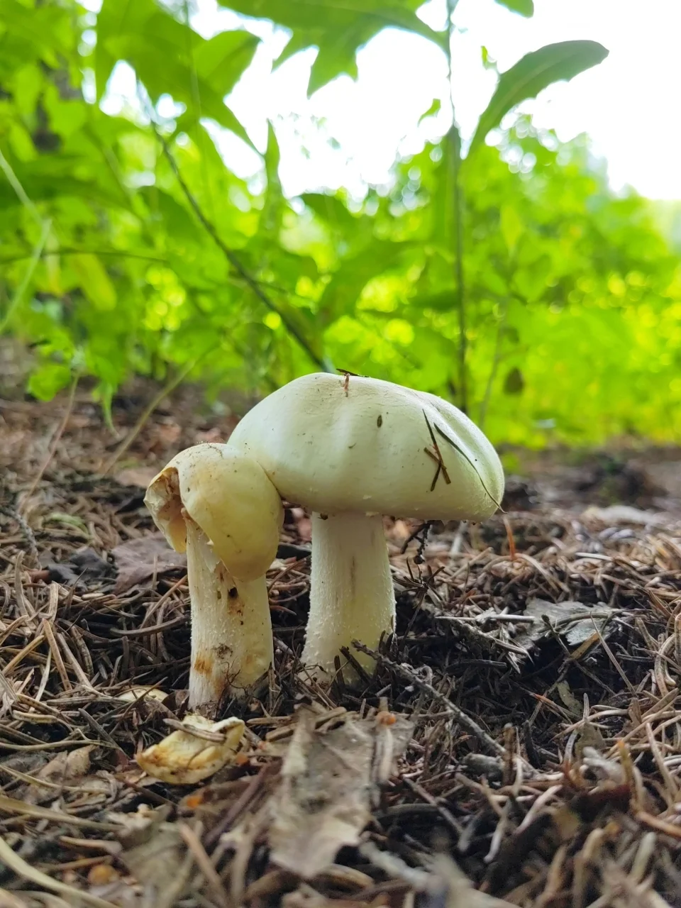 暑假第一件事：带娃去22℃的长白山过夏天