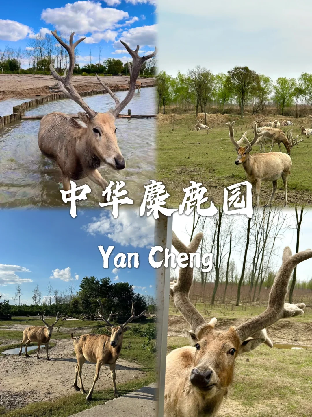 盐城最值得去的九个景点打卡✅