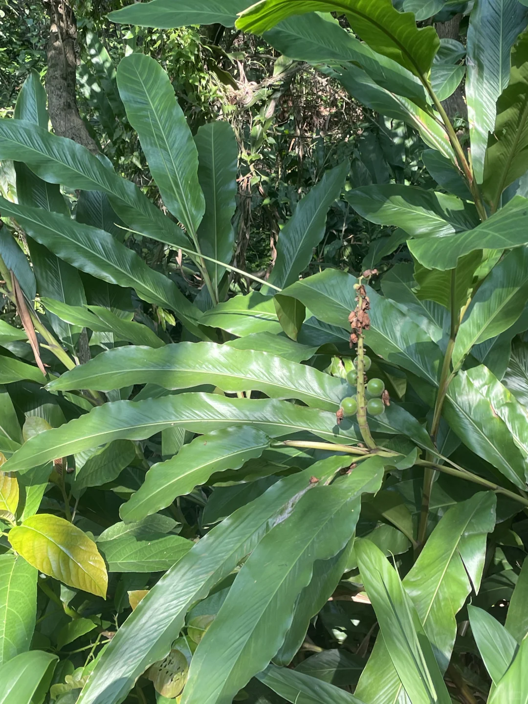 大自然~天然氧吧,专治“不开心”