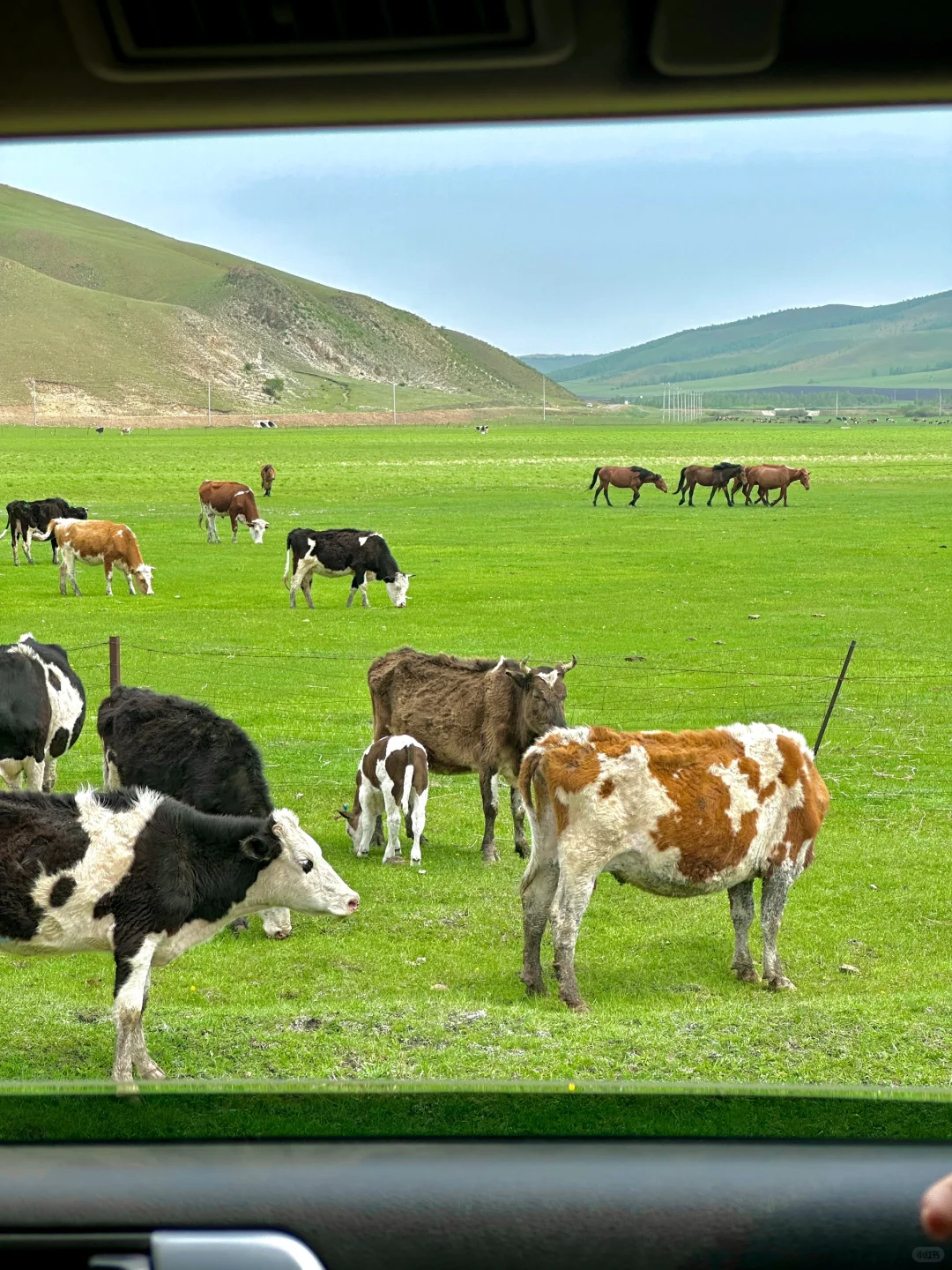 为了这18张live图，专门飞了趟呼伦贝尔…