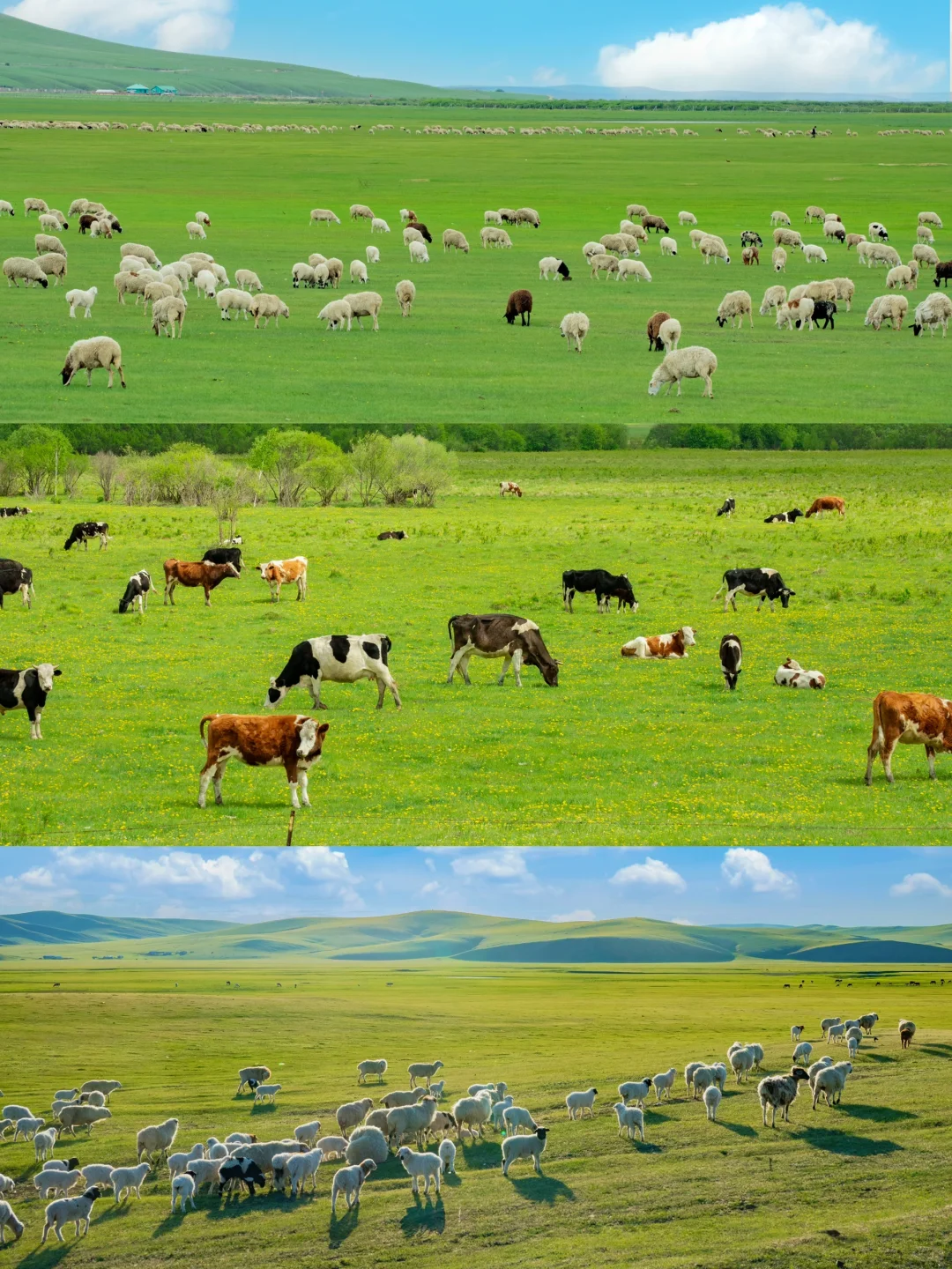 朋友圈问疯了！不是瑞士新西兰，在呼伦贝尔