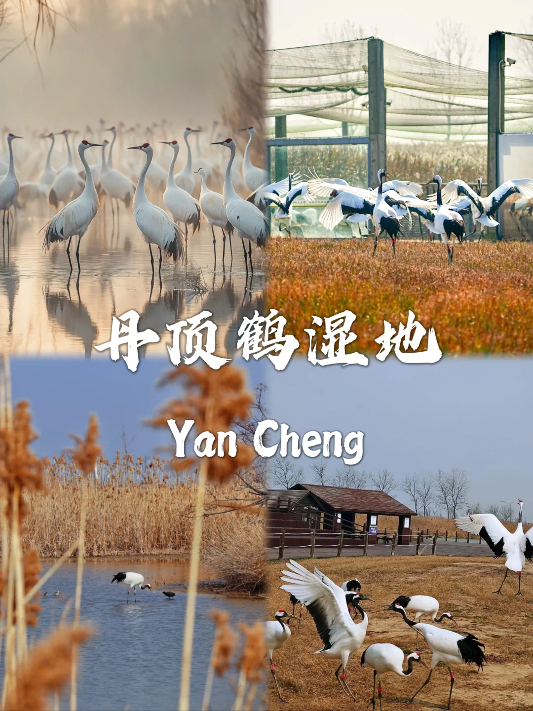 盐城最值得去的九个景点打卡✅