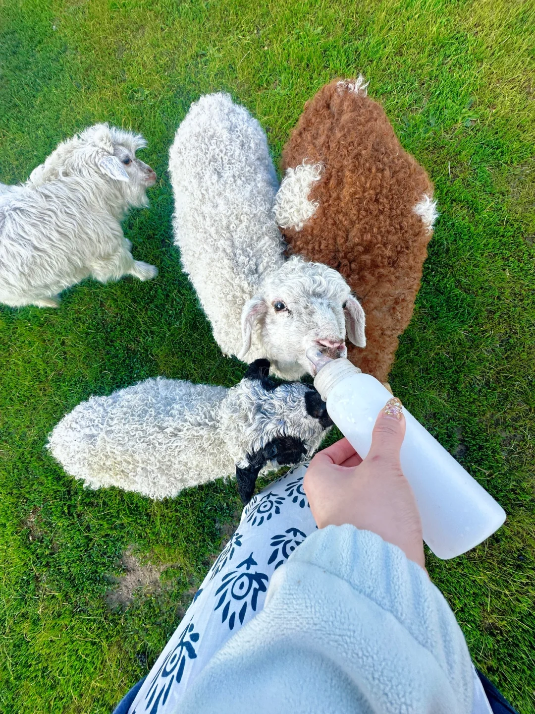 实拍！呼伦贝尔这18张live图我能记一辈子🥺