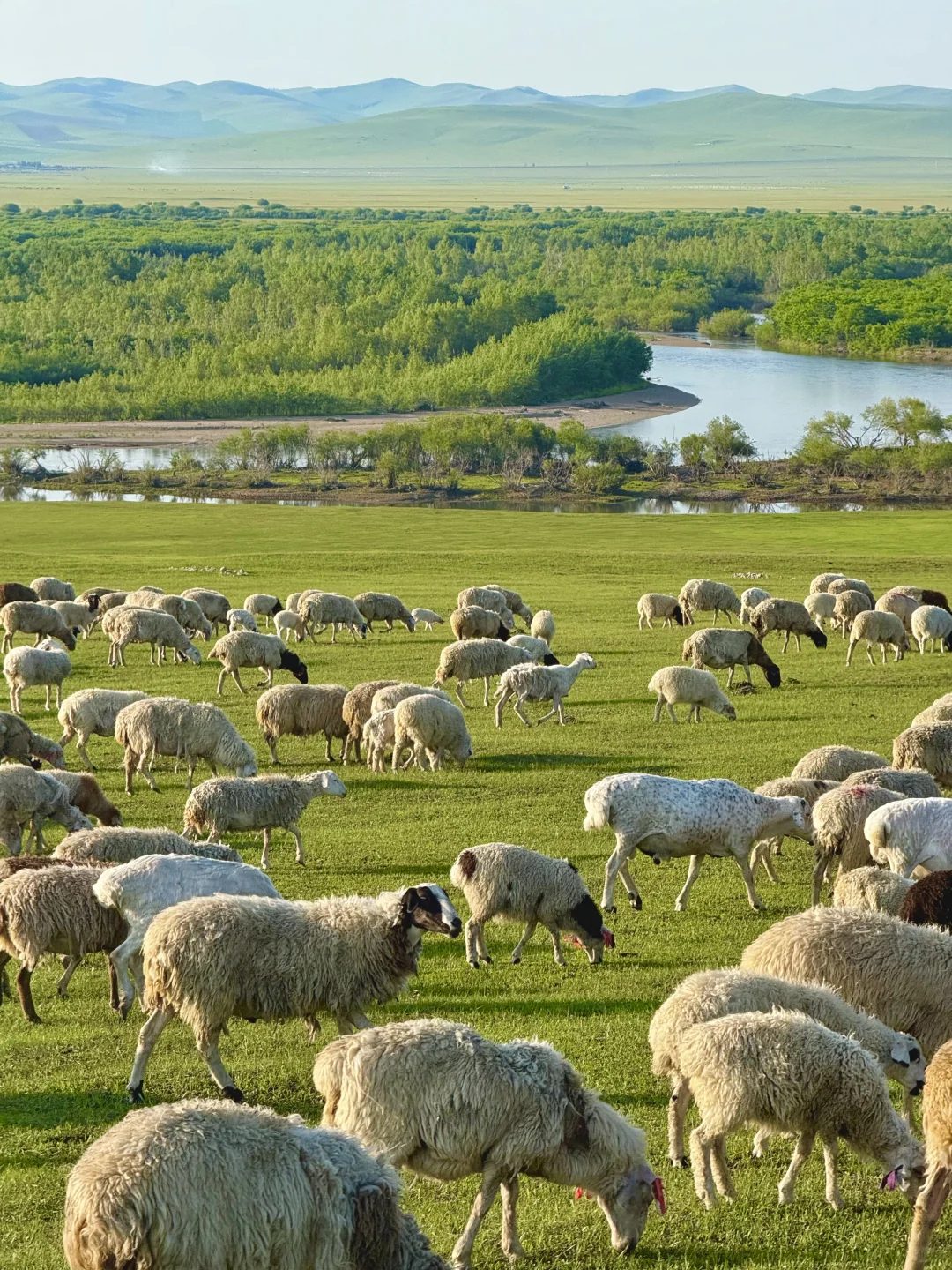 Live｜不敢相信，海的尽头是草原～