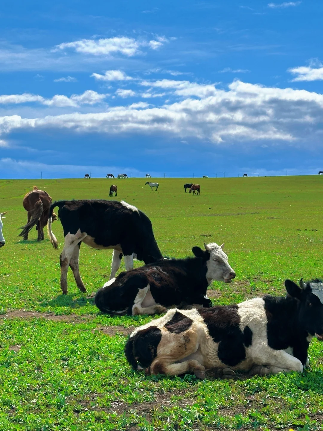 实拍！呼伦贝尔这18张live图我能记一辈子🥺