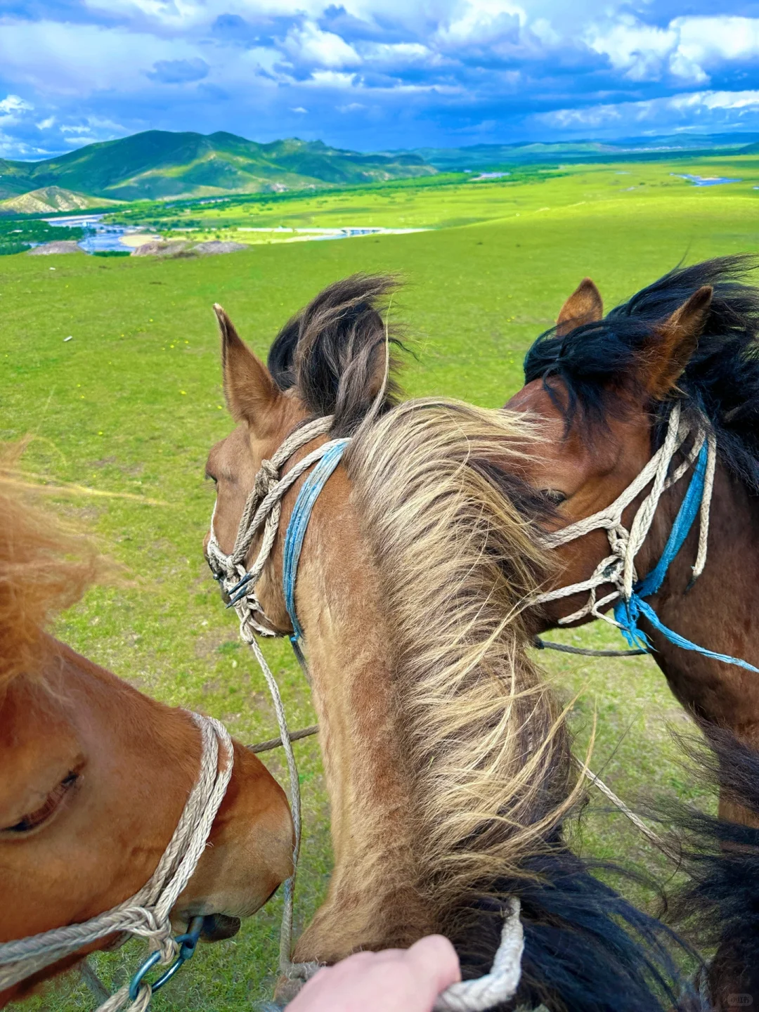 实拍！呼伦贝尔这18张live图我能记一辈子🥺