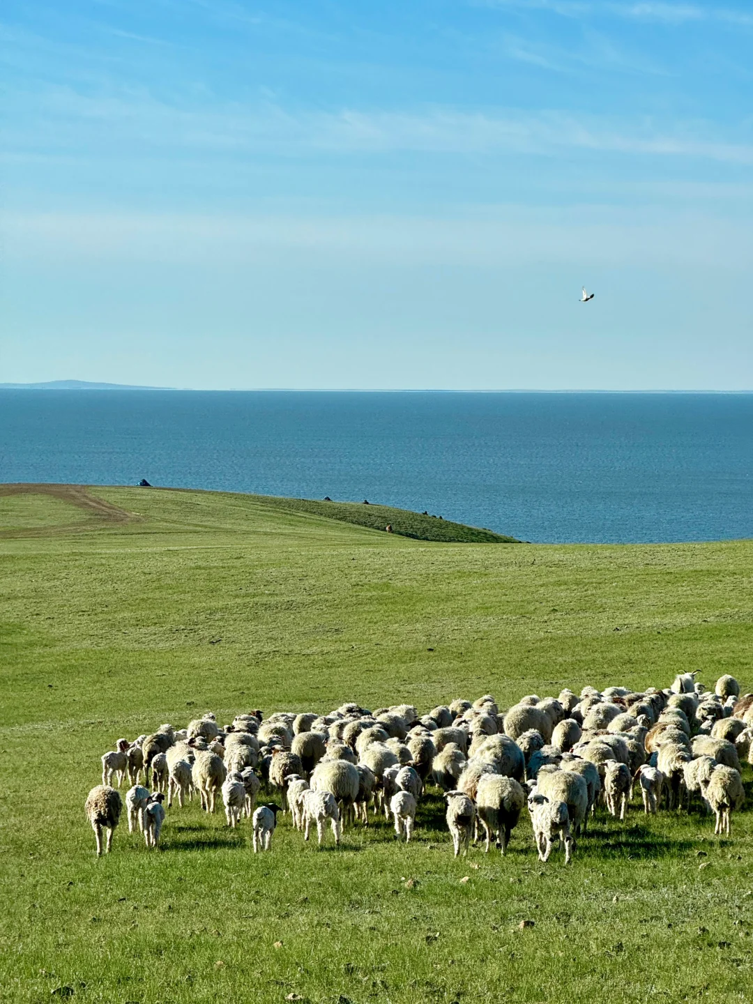 live图 不敢相信，草原的尽头是大海～