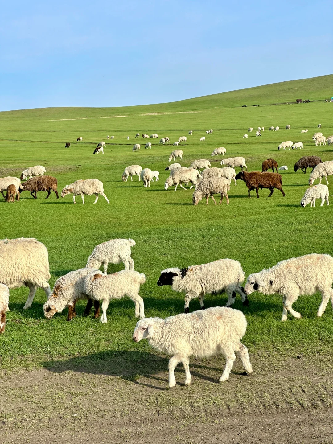 为了这18张live图，专门飞了趟呼伦贝尔…