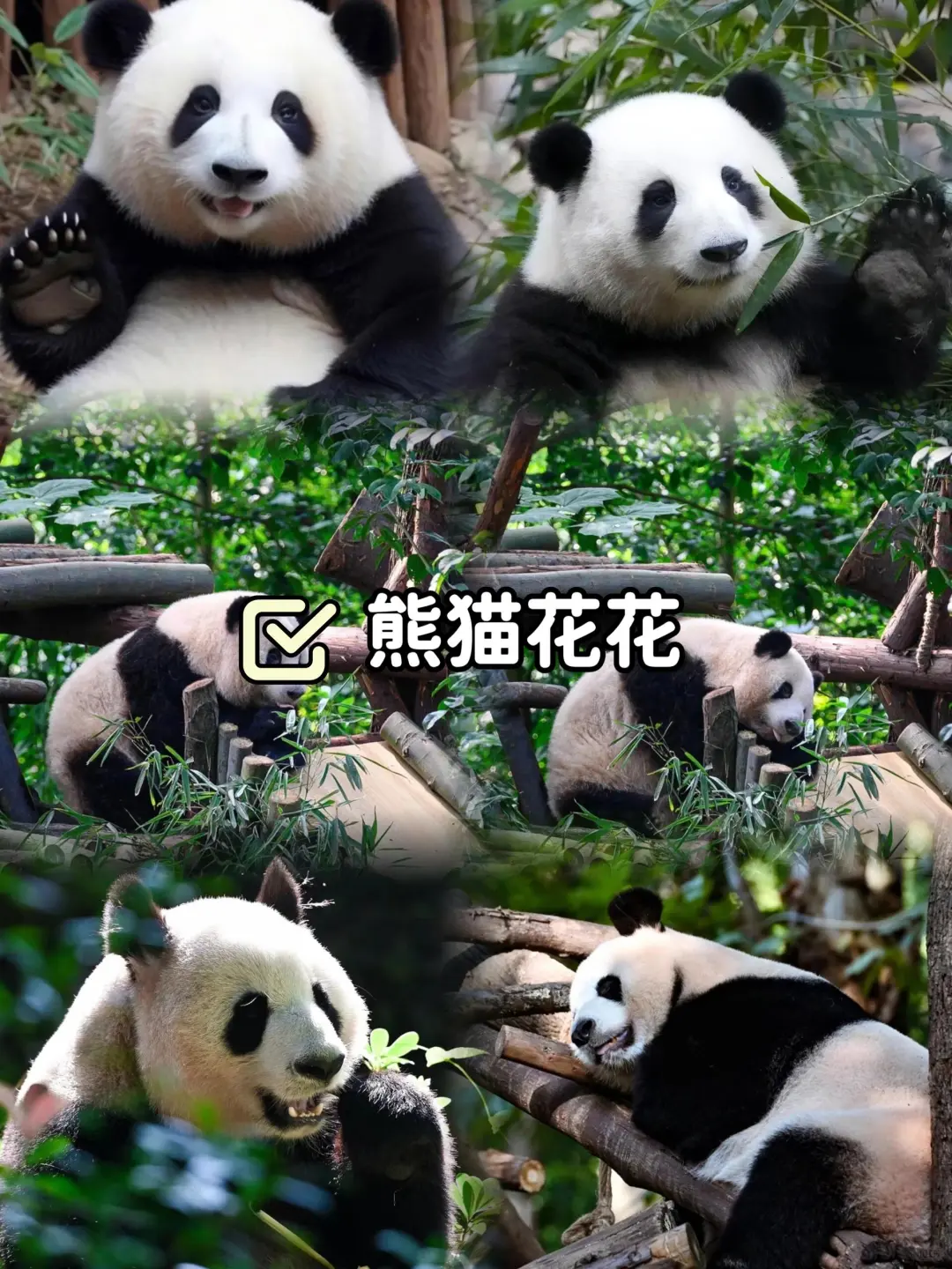 成都·九寨沟丨5天4晚旅行🌸人均799+💰