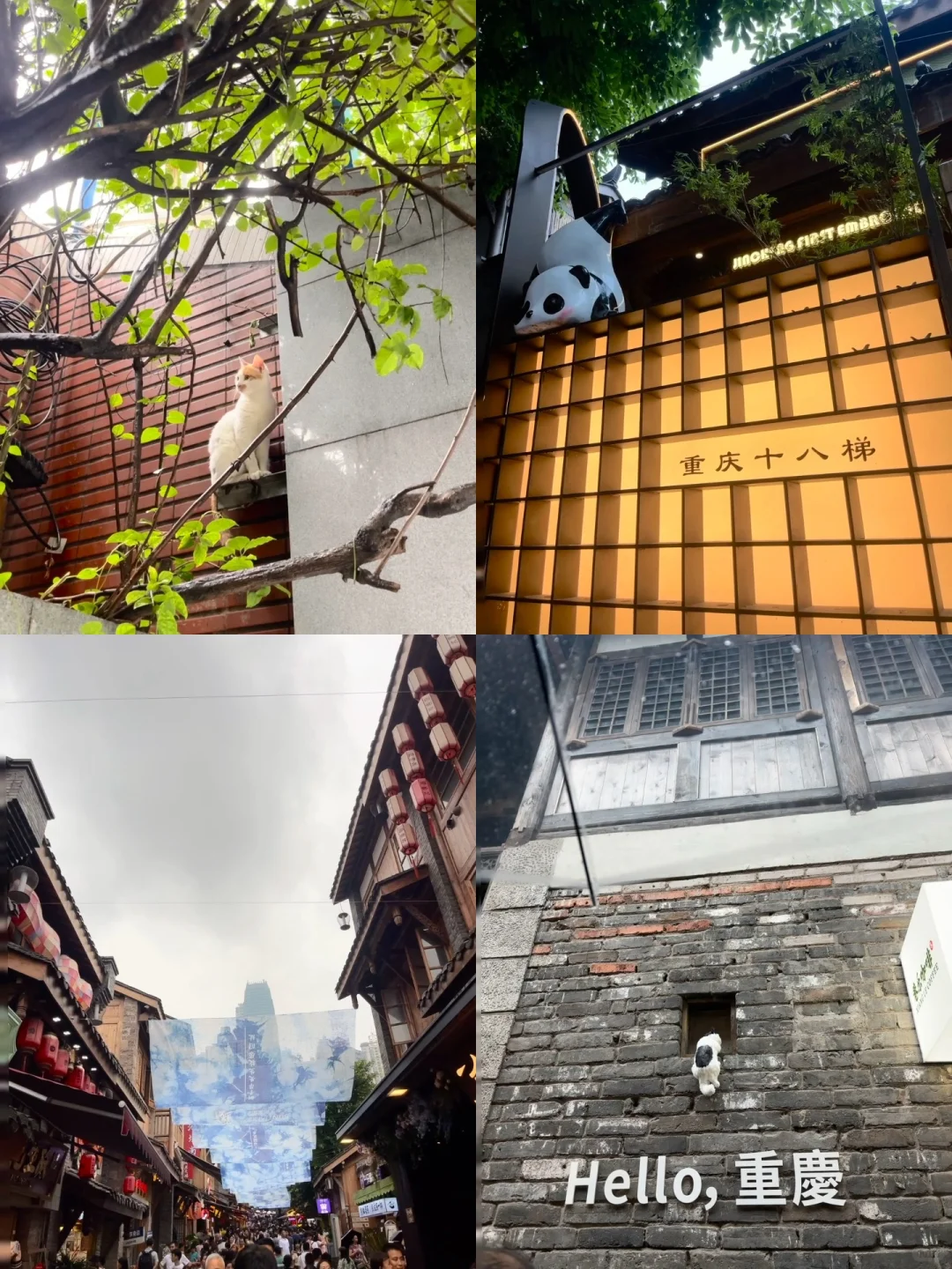 ✨一不小心到了重庆🌉