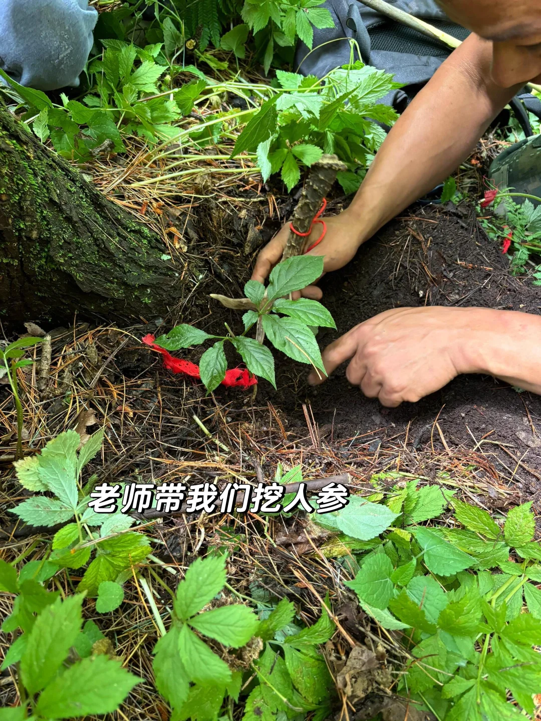 带娃去了22℃的长白山,真的比新西兰还震撼😭