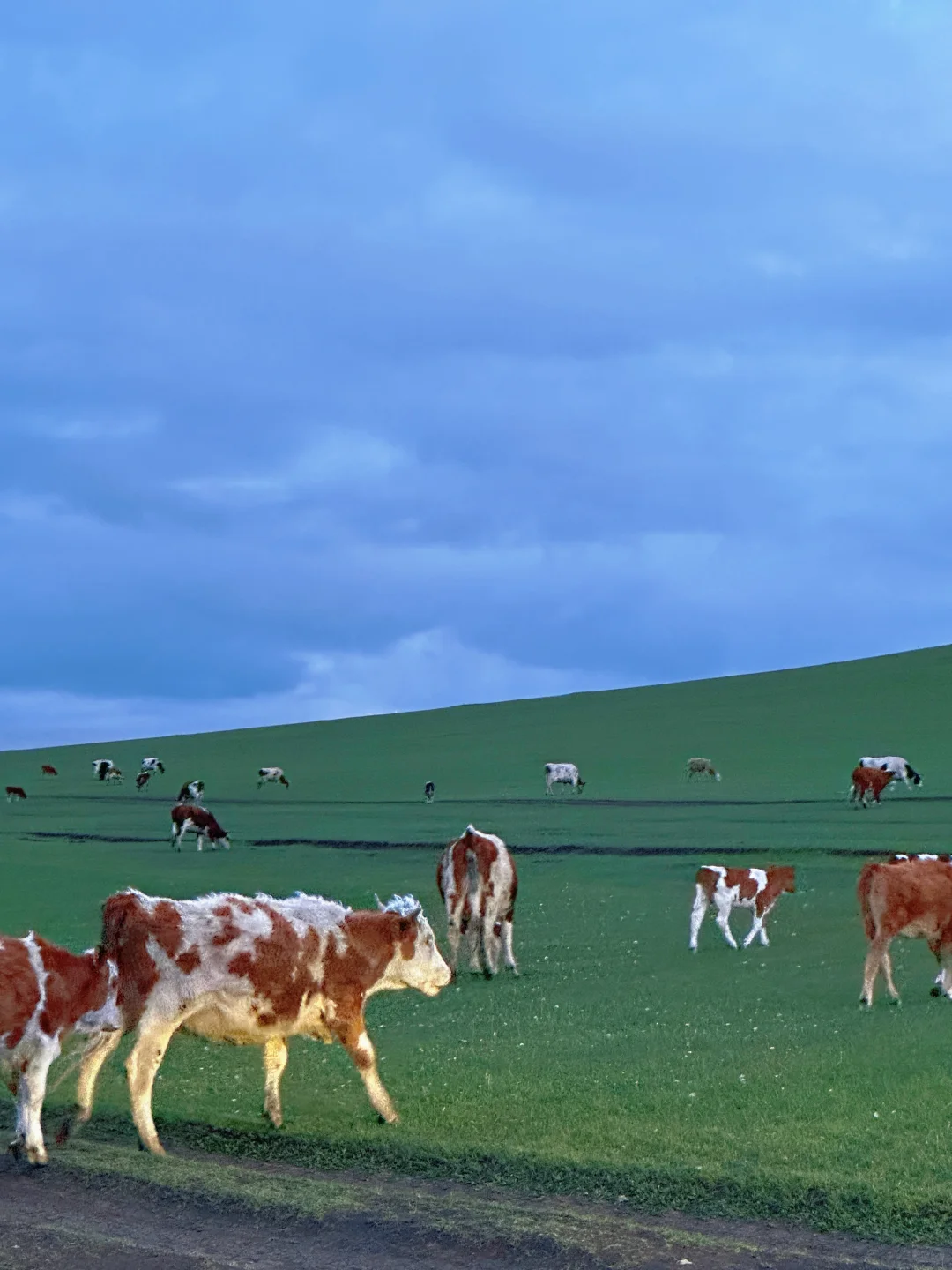 实拍！呼伦贝尔这18张live图我能记一辈子🥺