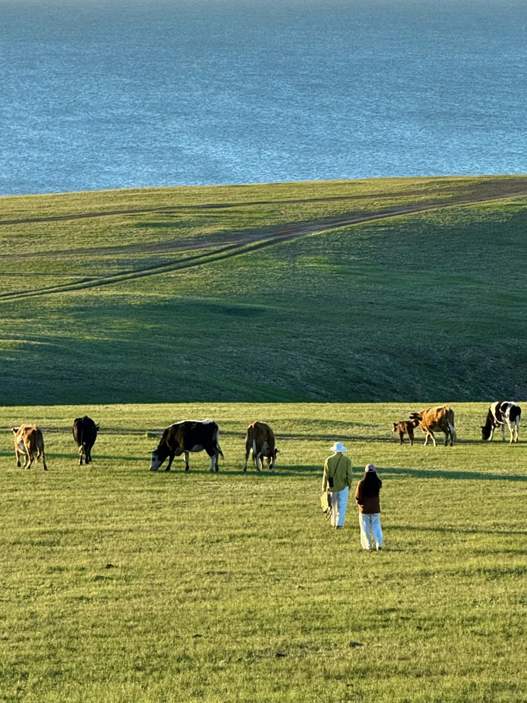 live图 不敢相信，草原的尽头是大海～