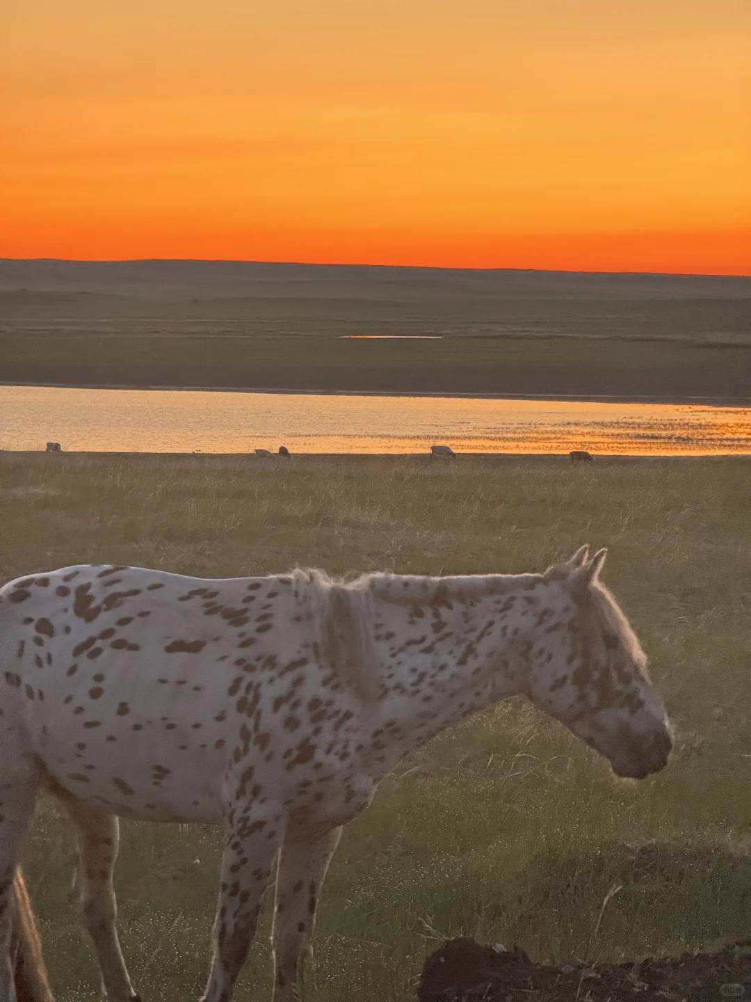 内蒙古丨呼伦贝尔成吉思汗拴马桩 chapter.1