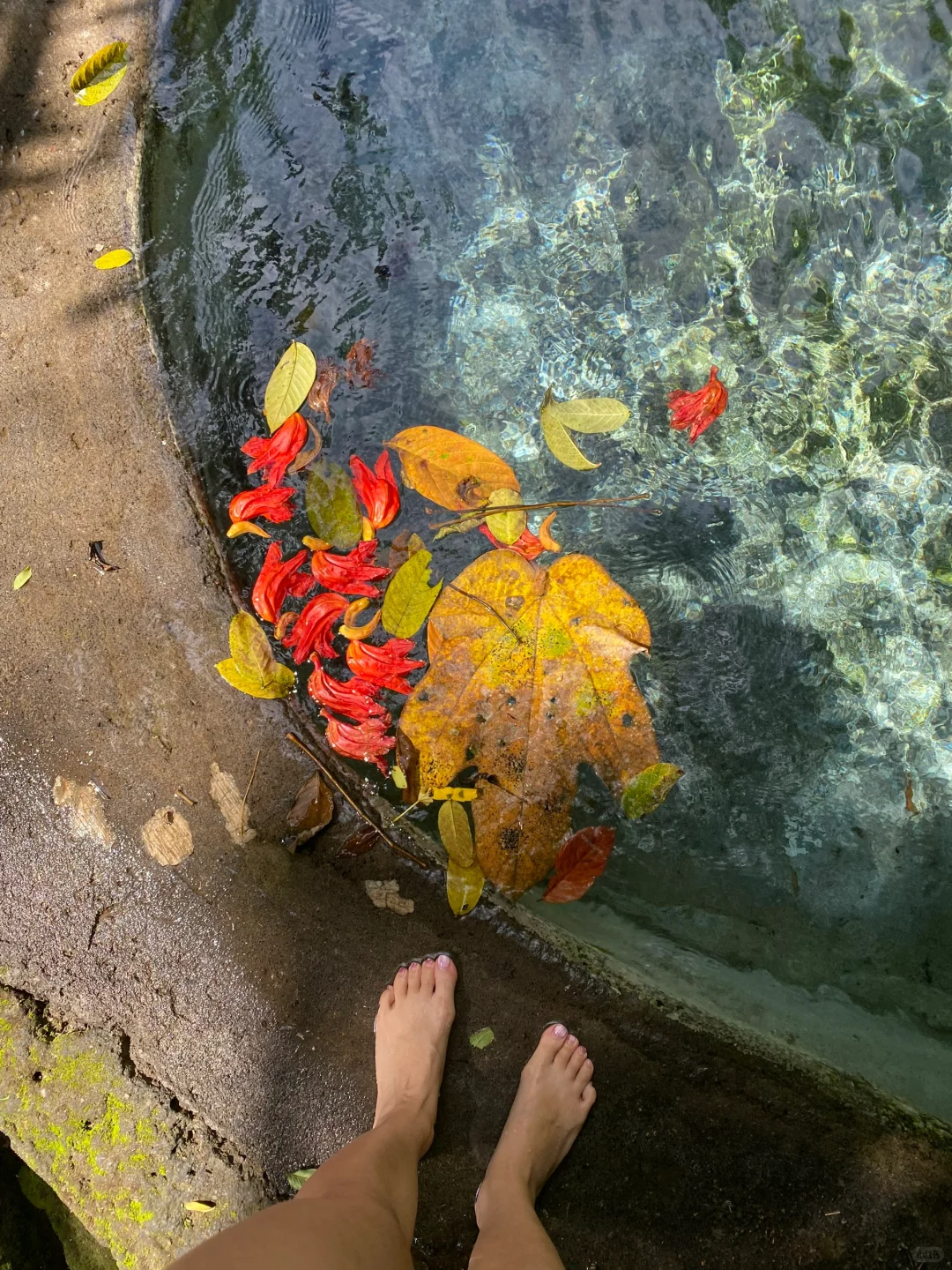 🌸误入人间仙境🍃