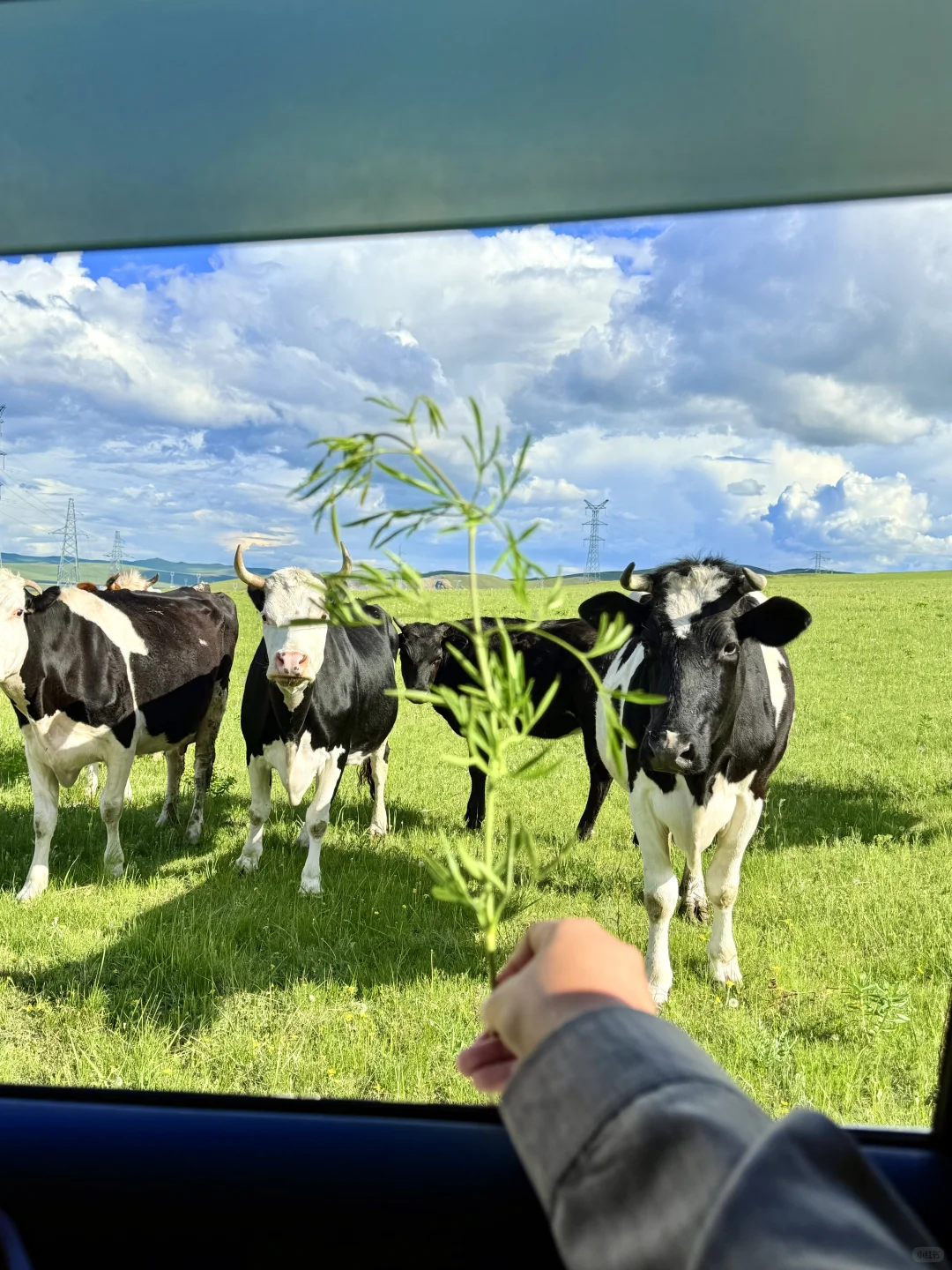 18张live！初夏的呼伦贝尔杀疯了！！！