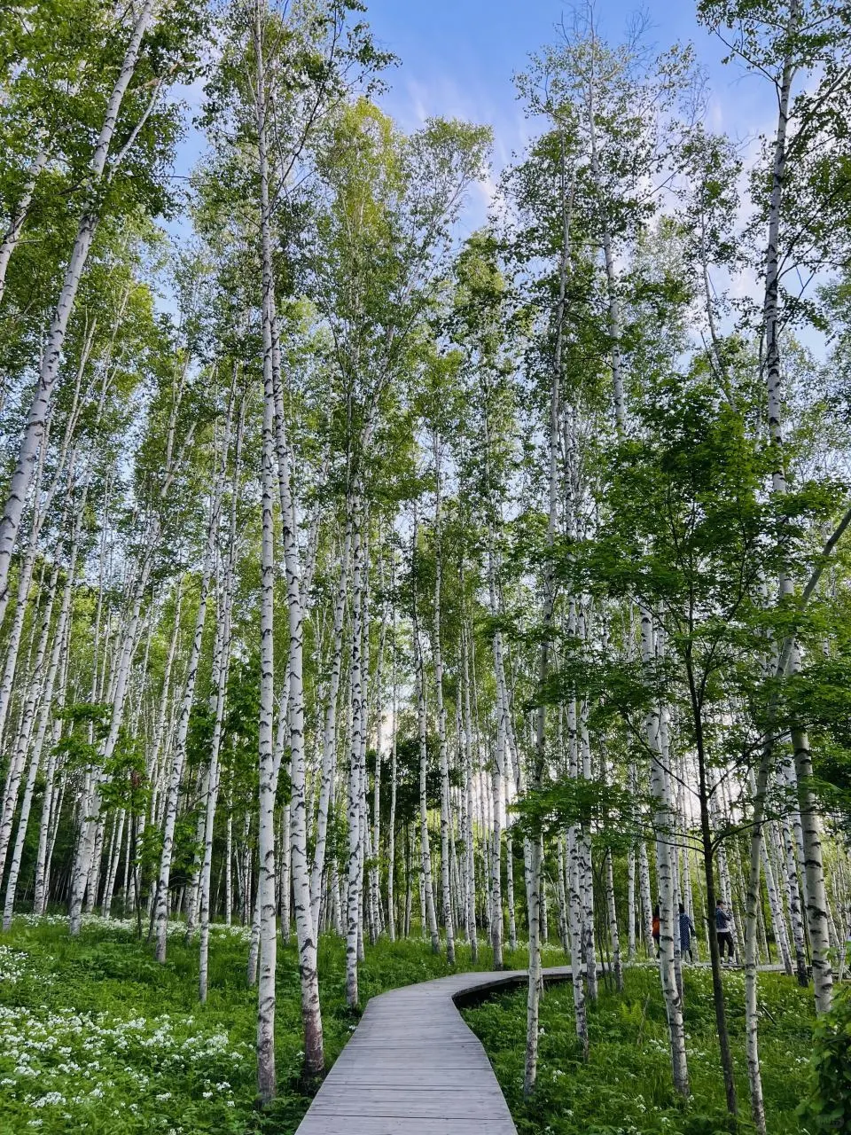 暑假第一件事：带娃去22℃的长白山过夏天