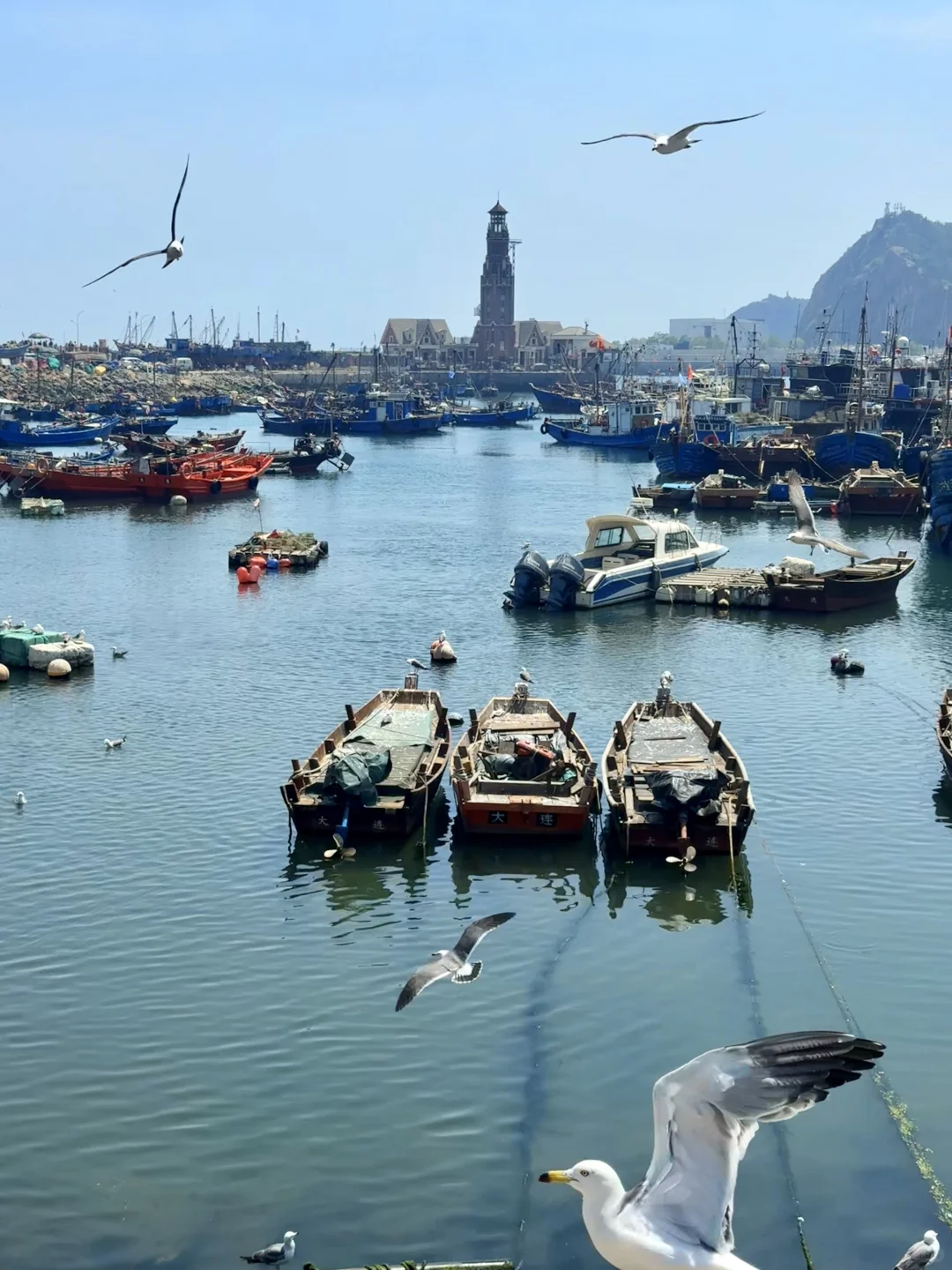 大连刚回来！18张live图不足以表现她的美！！