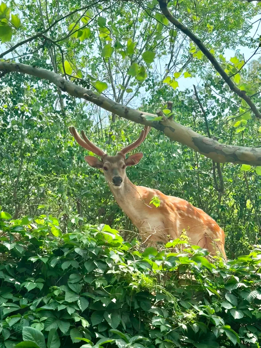 大连刚回来！18张live图不足以表现她的美！！