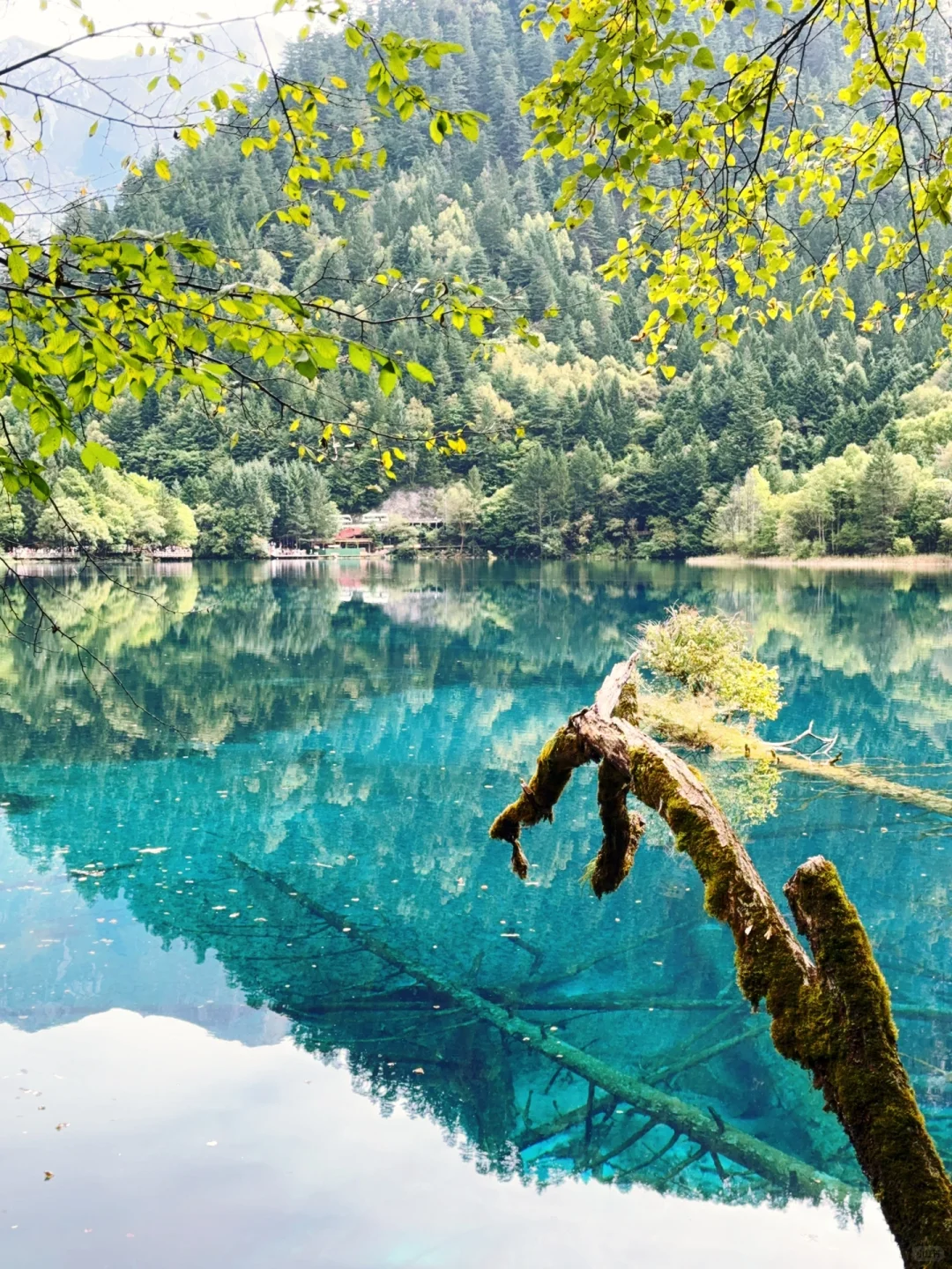 水光浮翠，倒映林岚，九寨归来不看水！