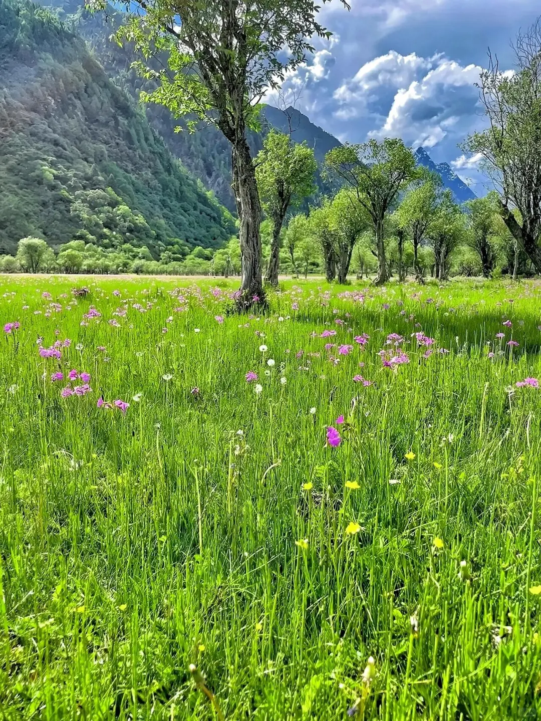 四姑娘山 | 与雪山、草甸、溪流的治愈邂逅