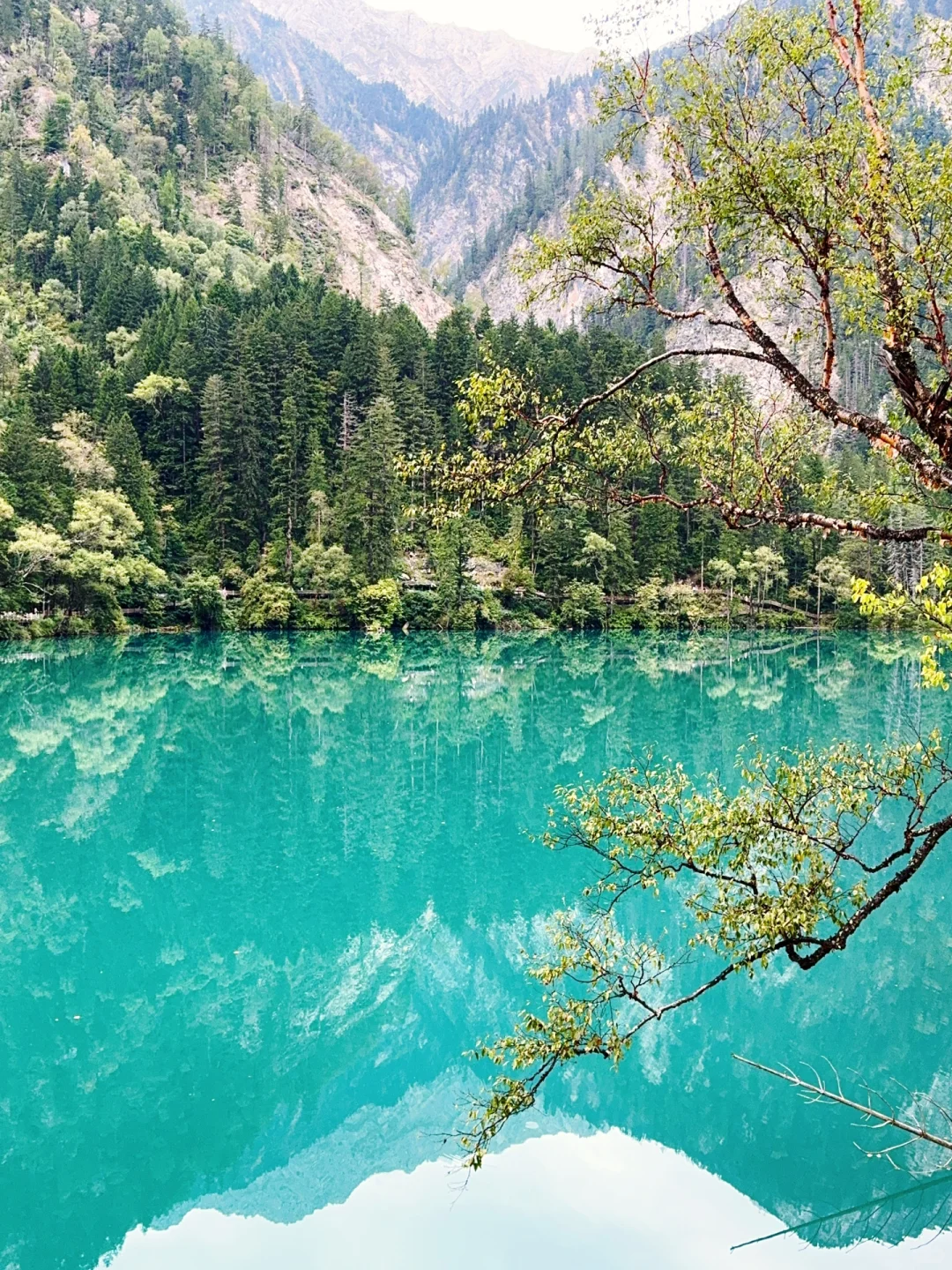 水光浮翠，倒映林岚，九寨归来不看水！