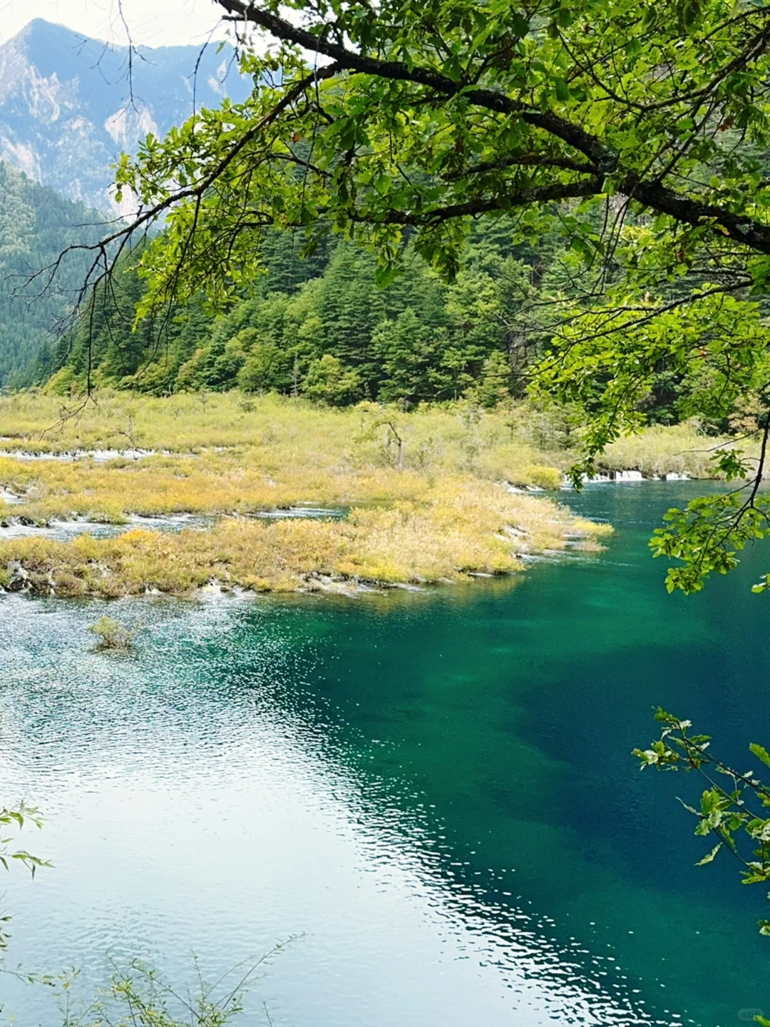 水光浮翠，倒映林岚，九寨归来不看水！