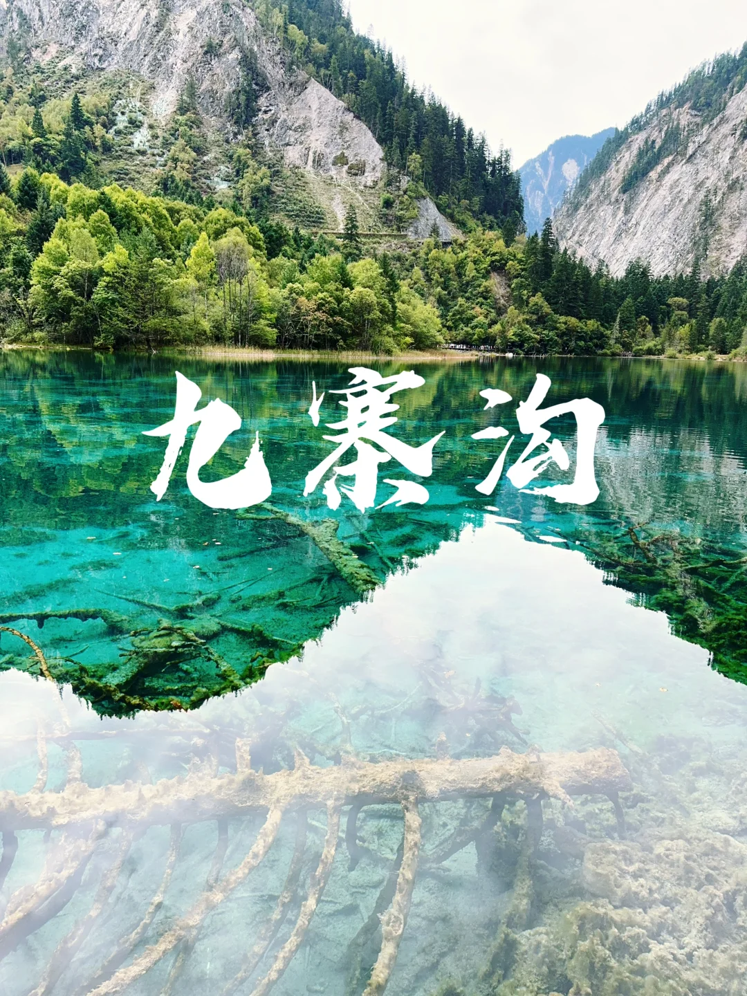 水光浮翠，倒映林岚，九寨归来不看水！