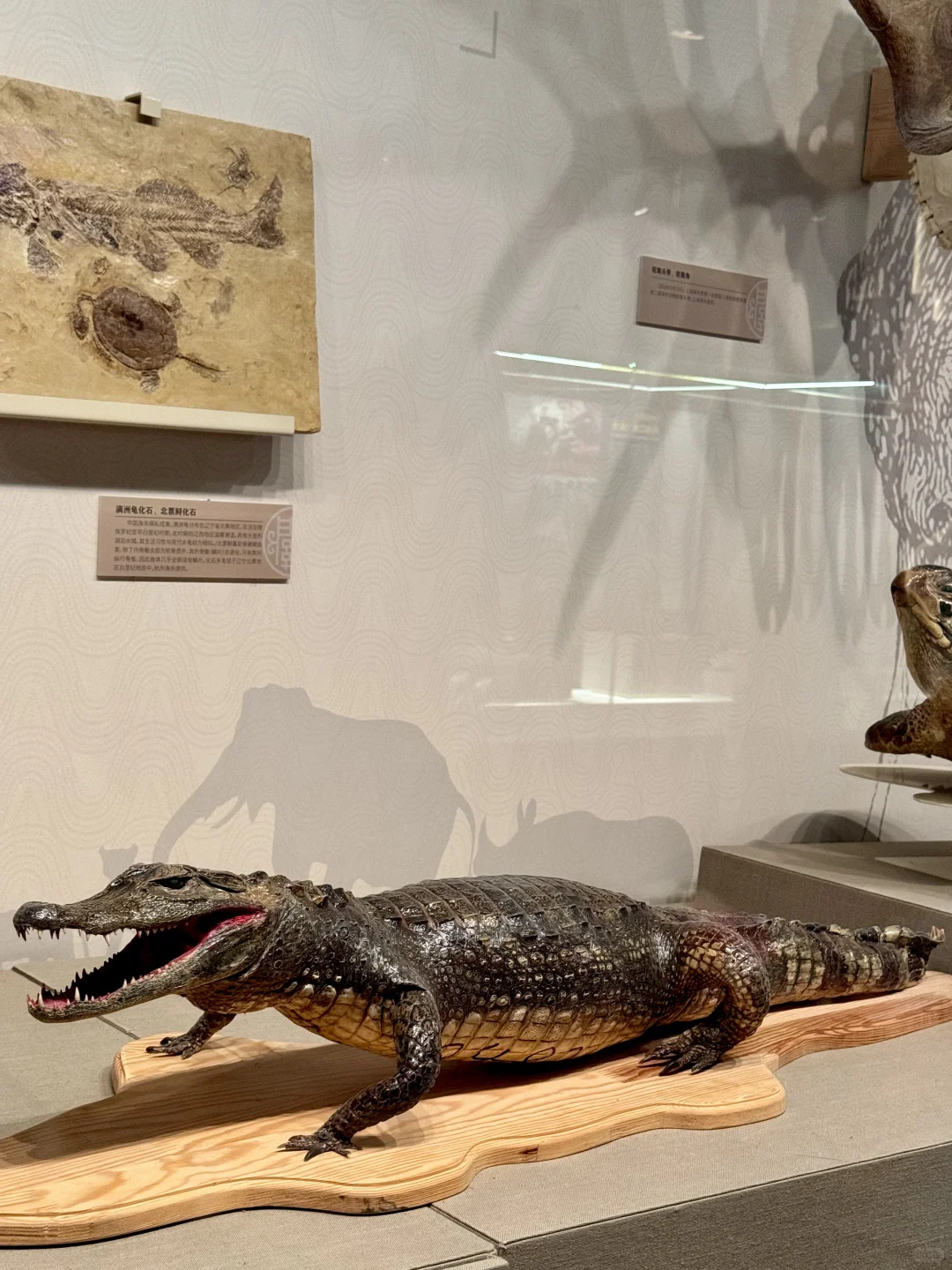 人生建议：来北京要参观一次中国海关博物馆！