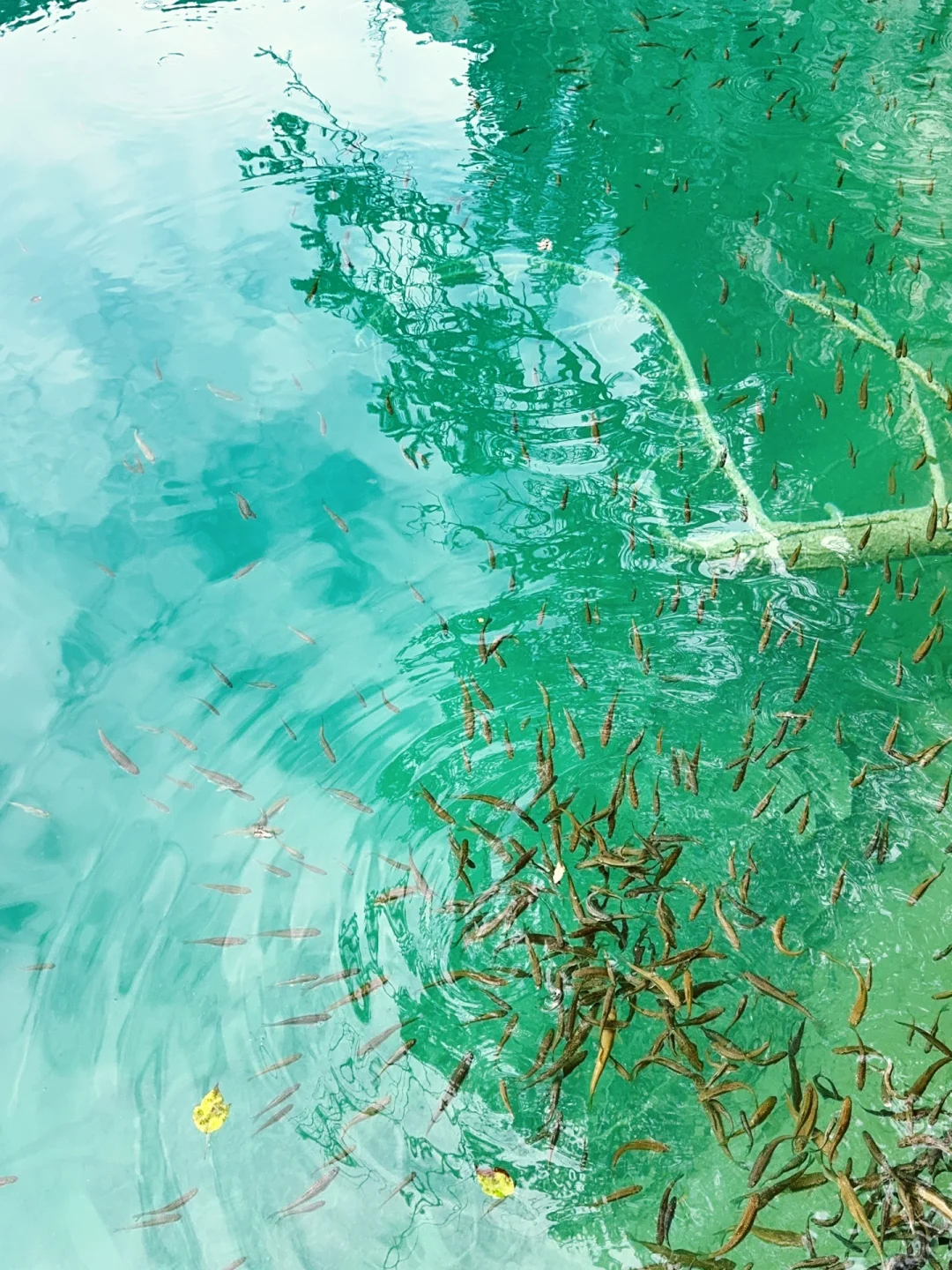 水光浮翠，倒映林岚，九寨归来不看水！