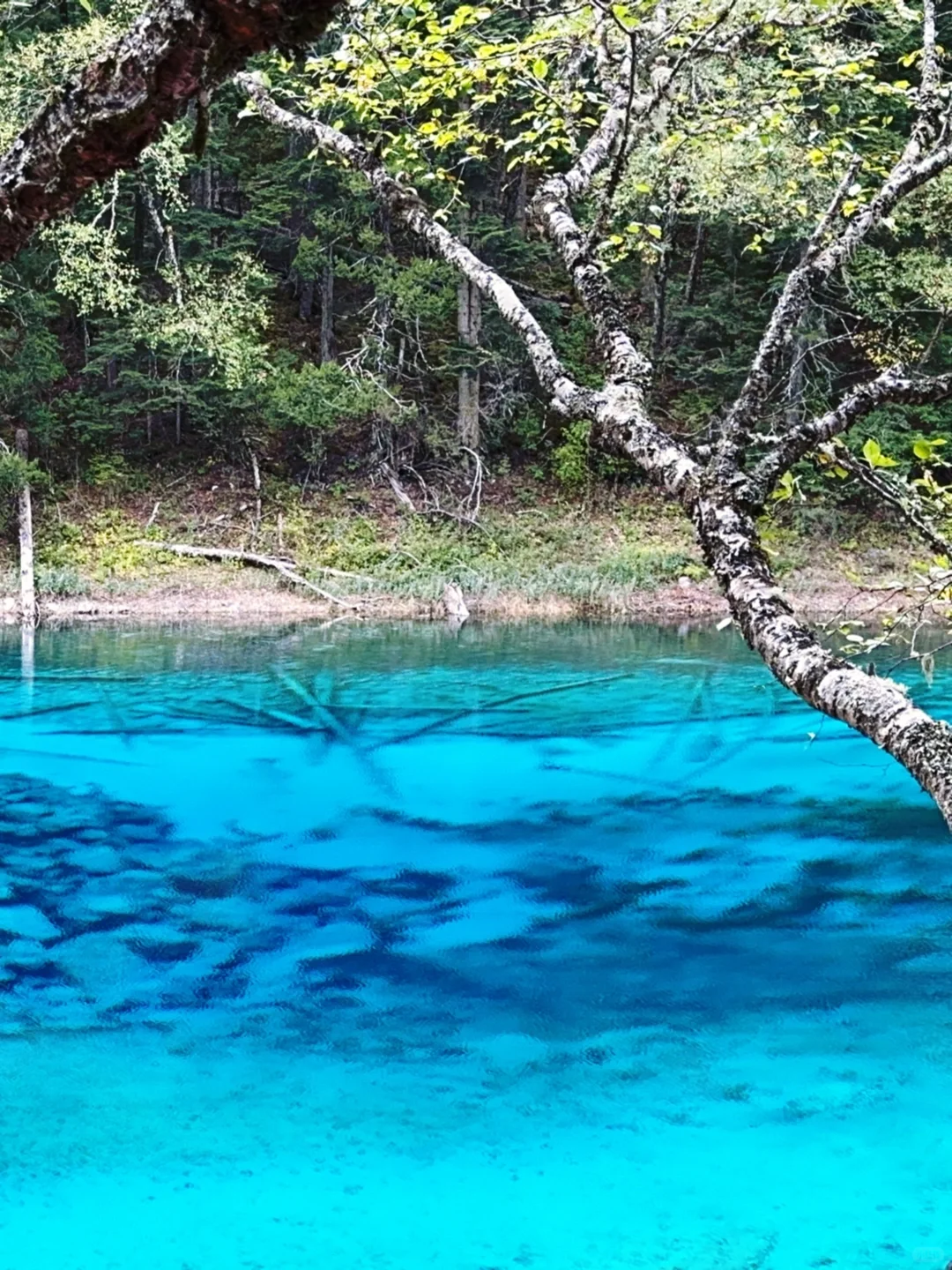 水光浮翠，倒映林岚，九寨归来不看水！