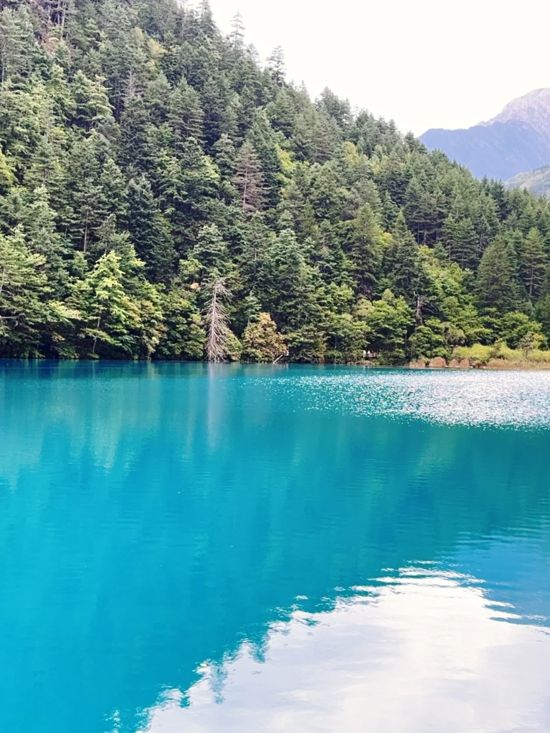 水光浮翠，倒映林岚，九寨归来不看水！