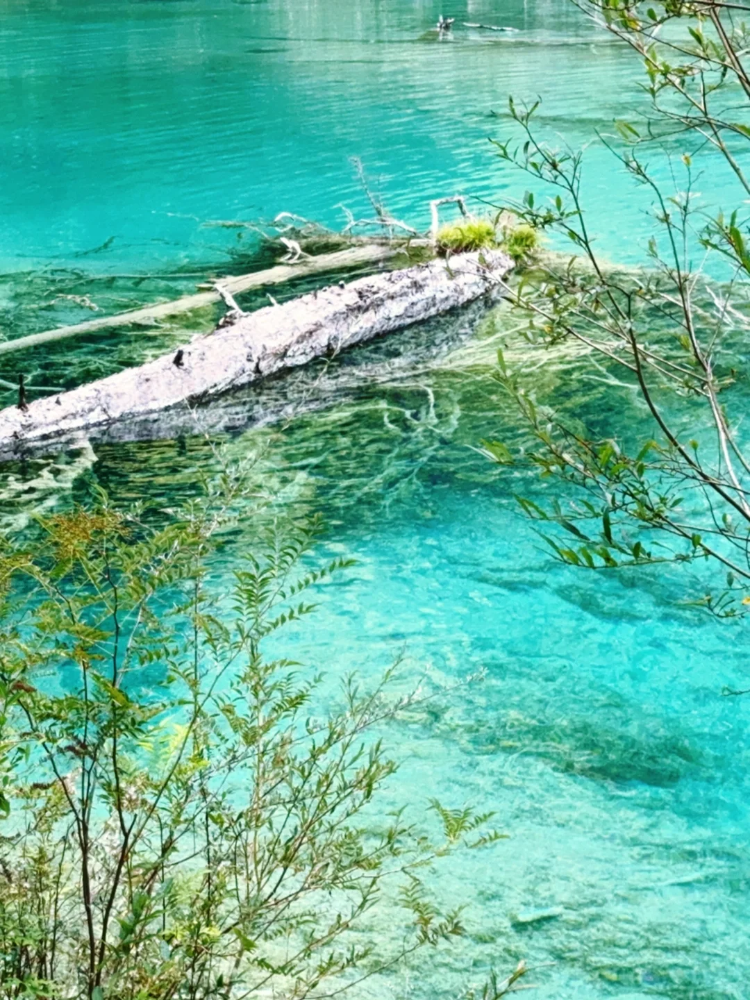 水光浮翠，倒映林岚，九寨归来不看水！