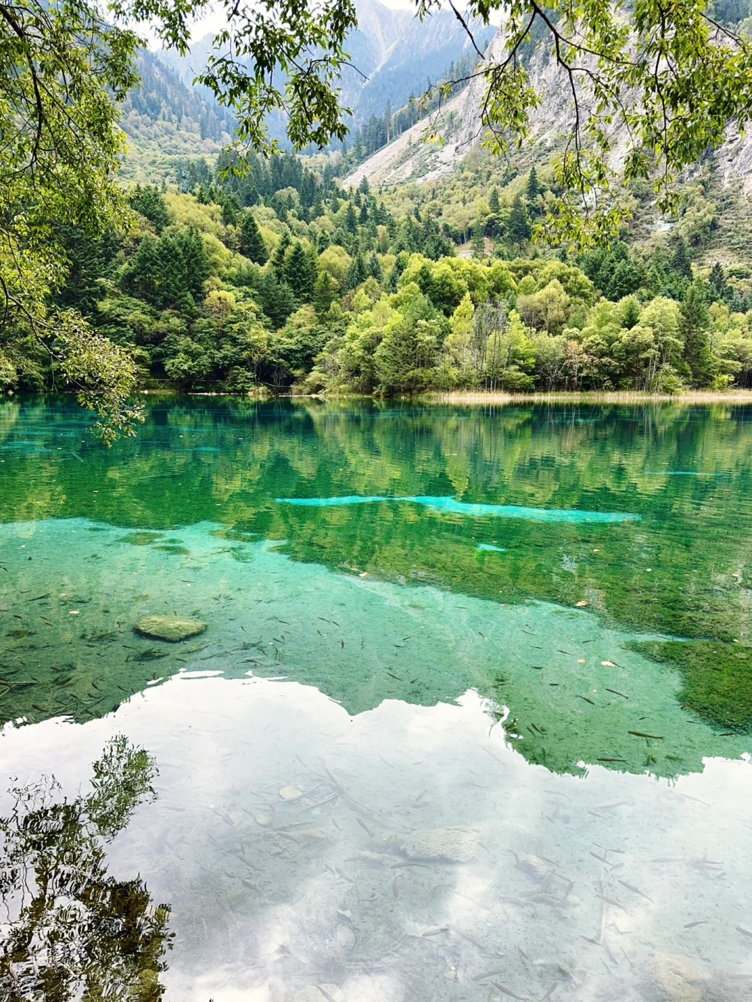 水光浮翠，倒映林岚，九寨归来不看水！