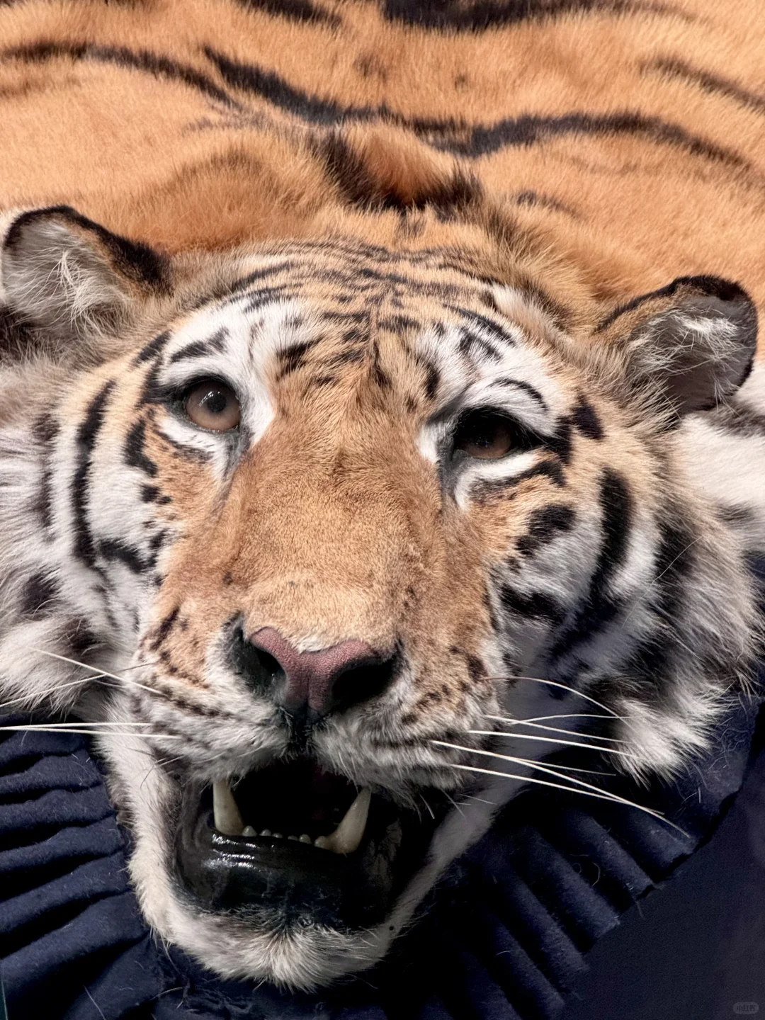 人生建议：来北京要参观一次中国海关博物馆！