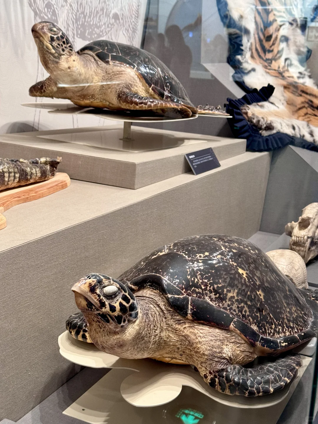 人生建议：来北京要参观一次中国海关博物馆！