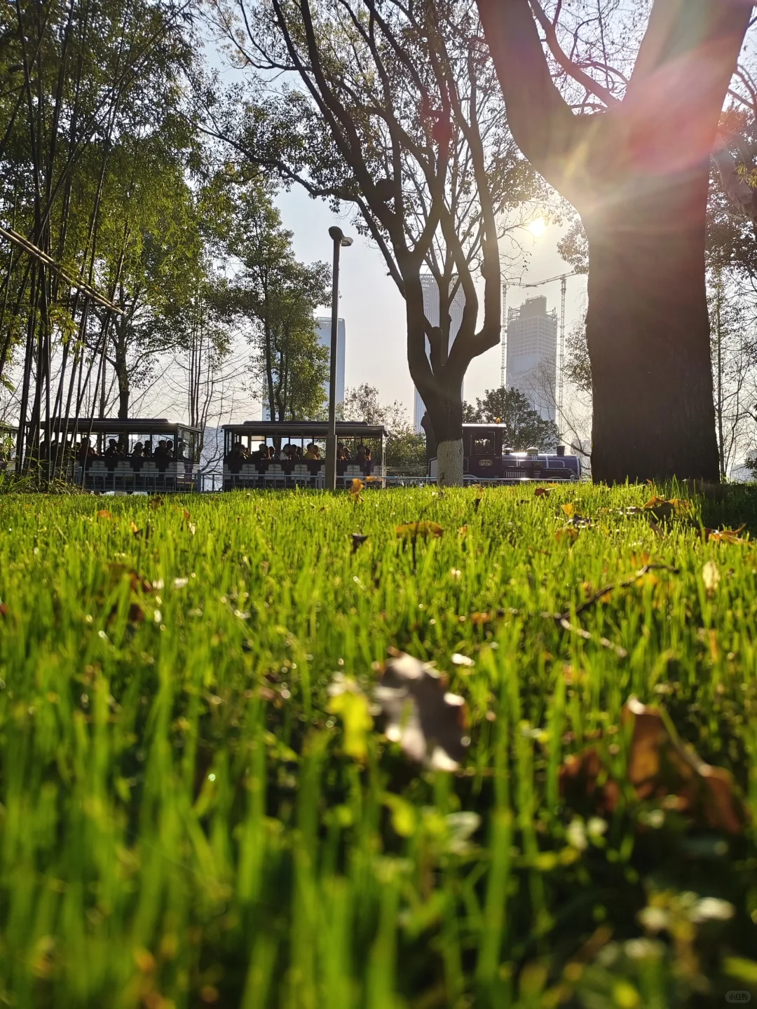 那些我尚未知道的美丽——长沙橘子洲