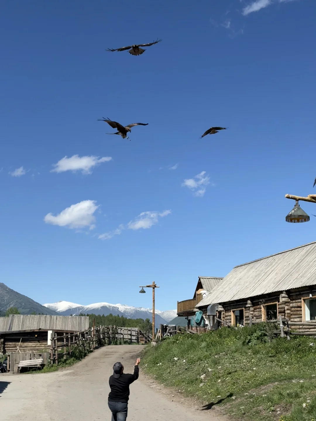 城市的牛马想念草原上自由翱翔的老鹰🦅