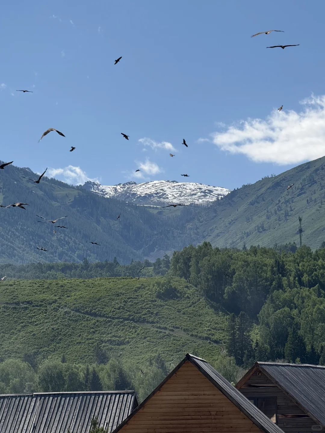 城市的牛马想念草原上自由翱翔的老鹰🦅