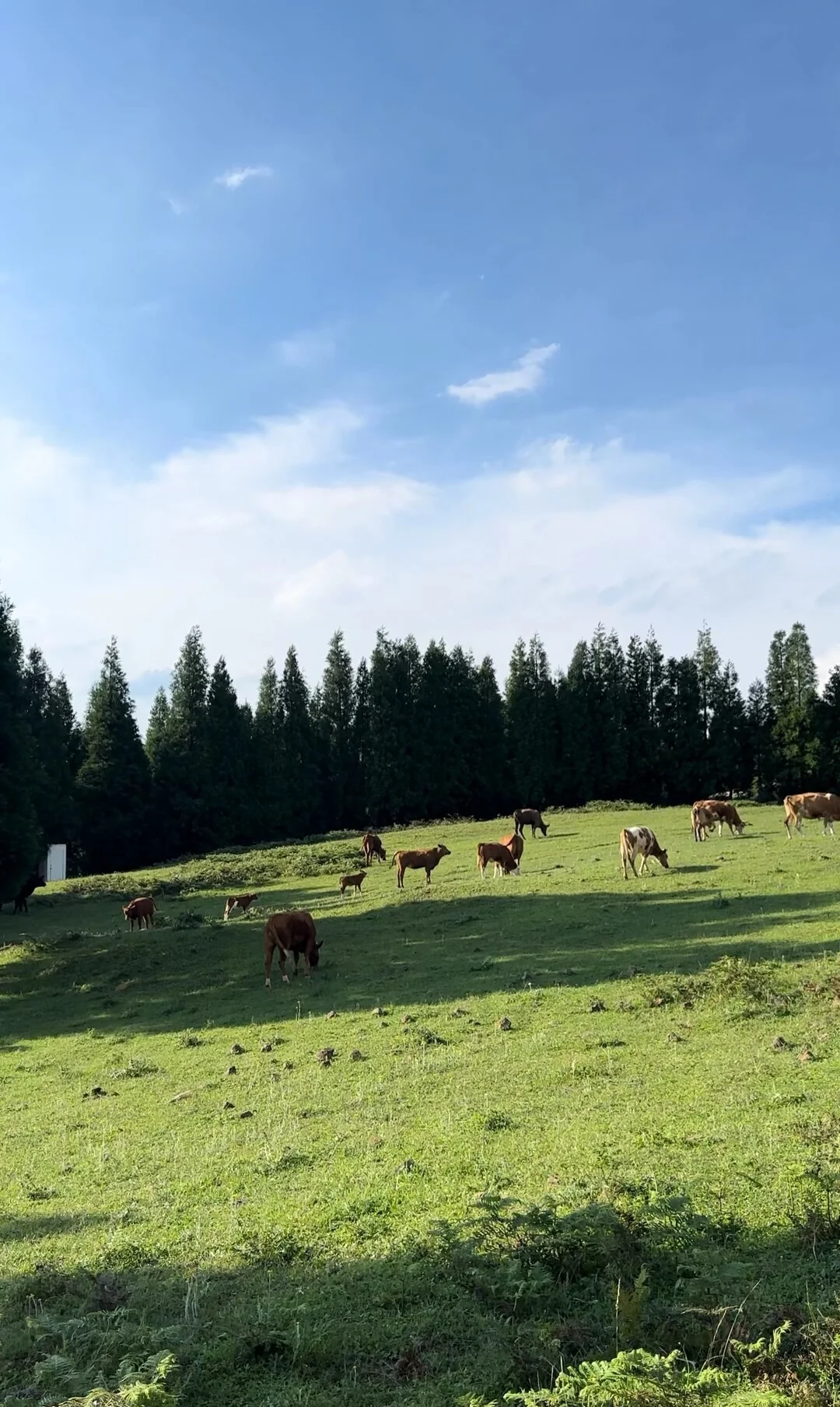 20℃的夏天➕苗寨烟火我找到了！