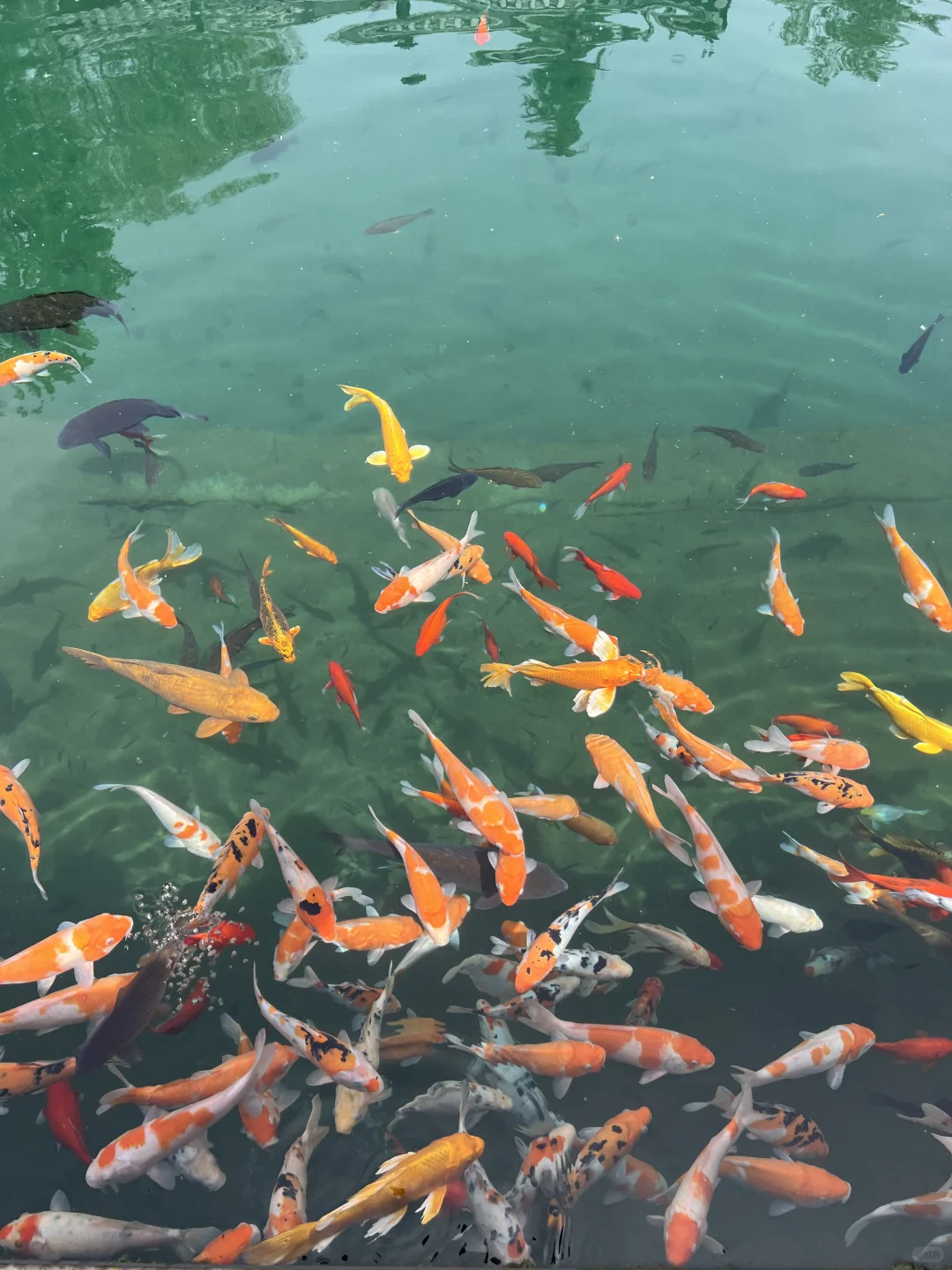 济南请你好好宣传这里❗️这水乡古城太美了！