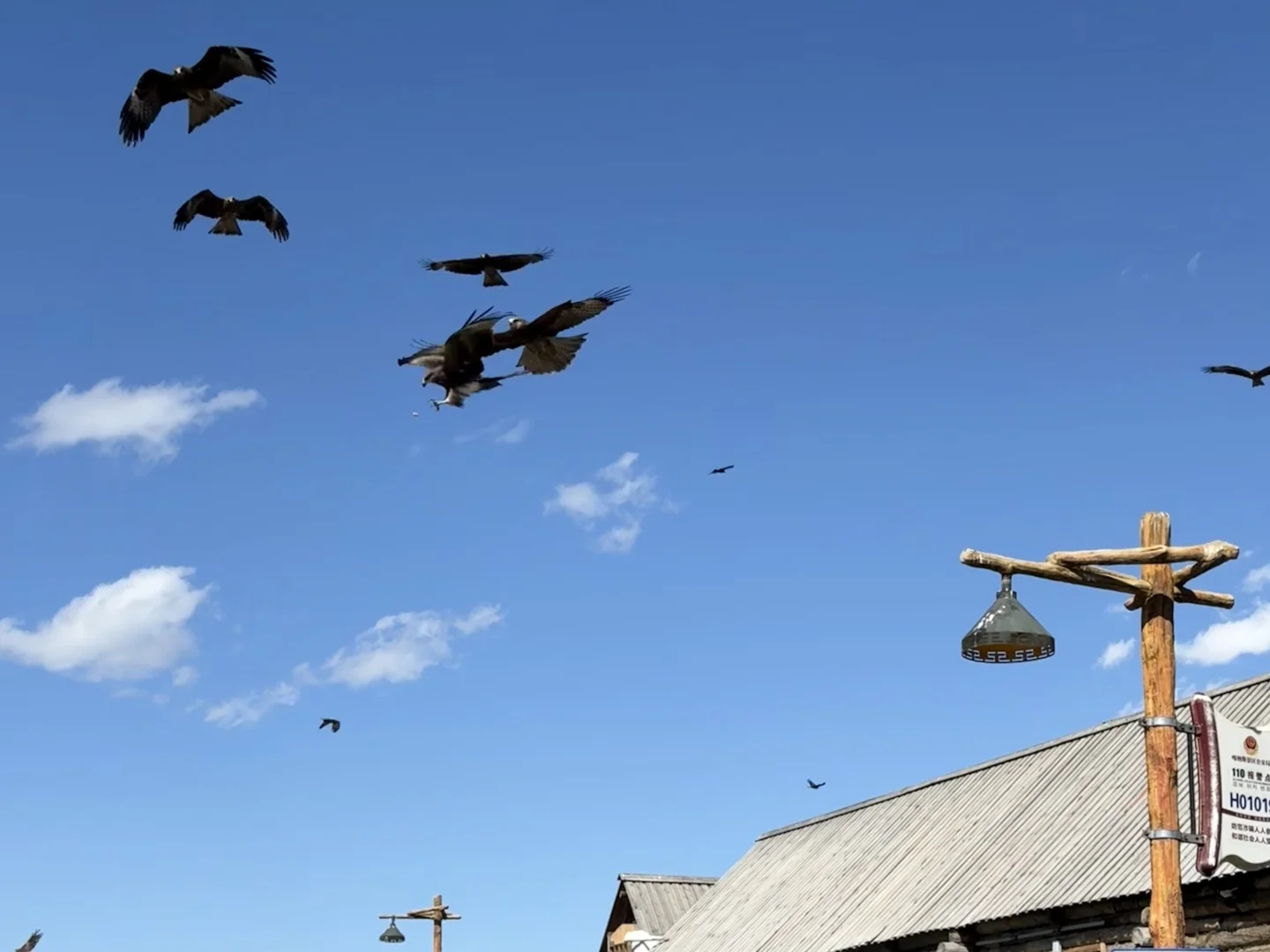 城市的牛马想念草原上自由翱翔的老鹰🦅