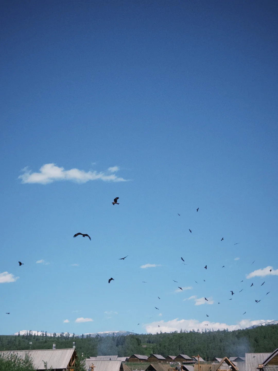 城市的牛马想念草原上自由翱翔的老鹰🦅