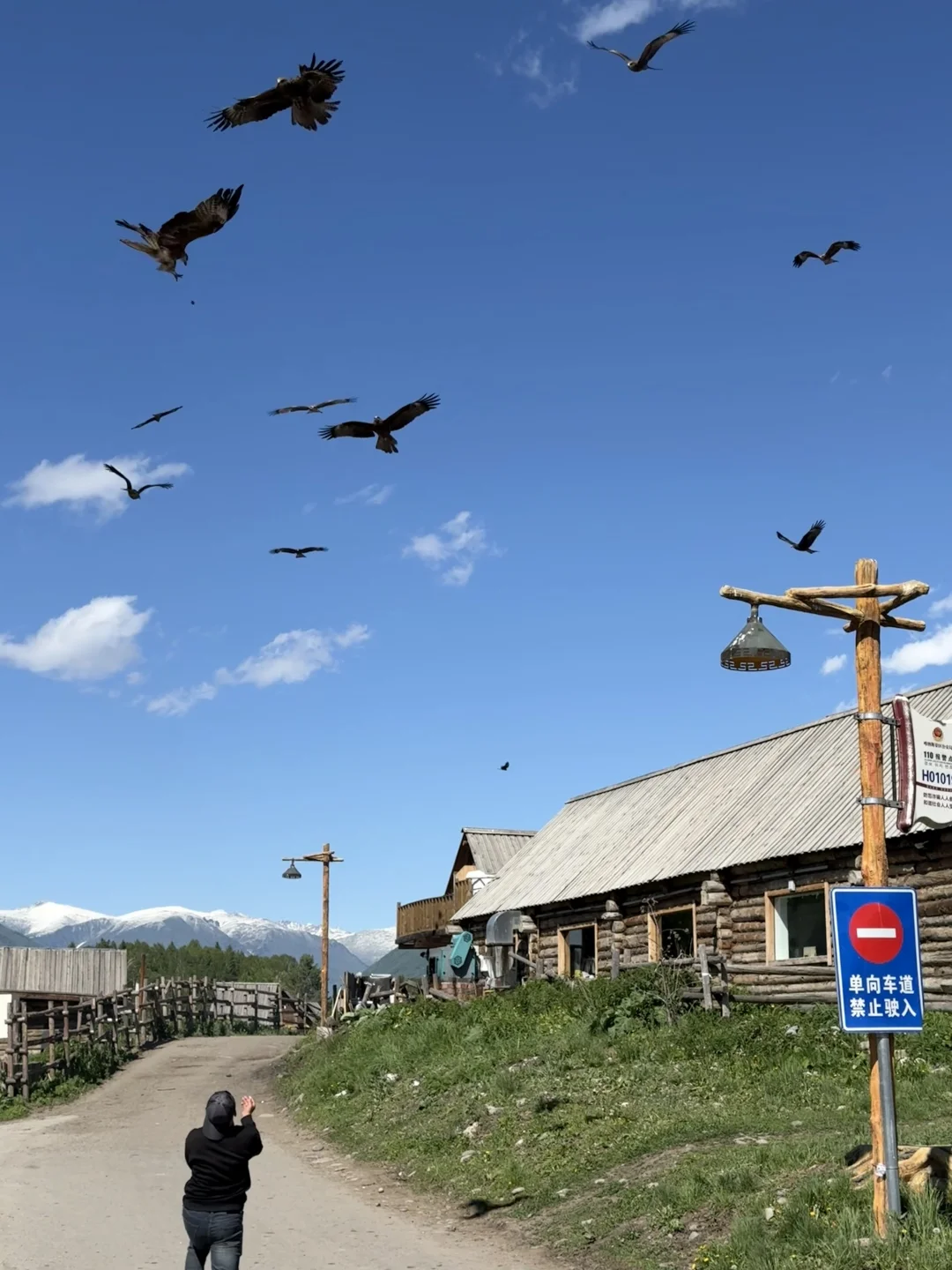 城市的牛马想念草原上自由翱翔的老鹰🦅