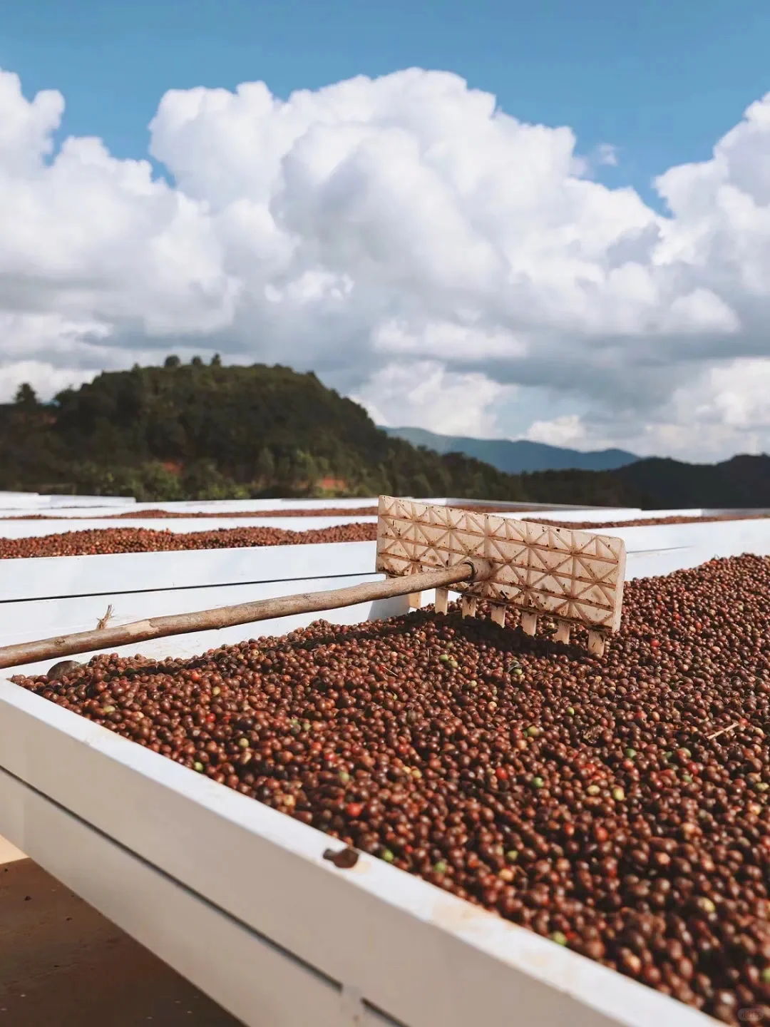 比大理松弛，国内唯一以茶命名的城市
